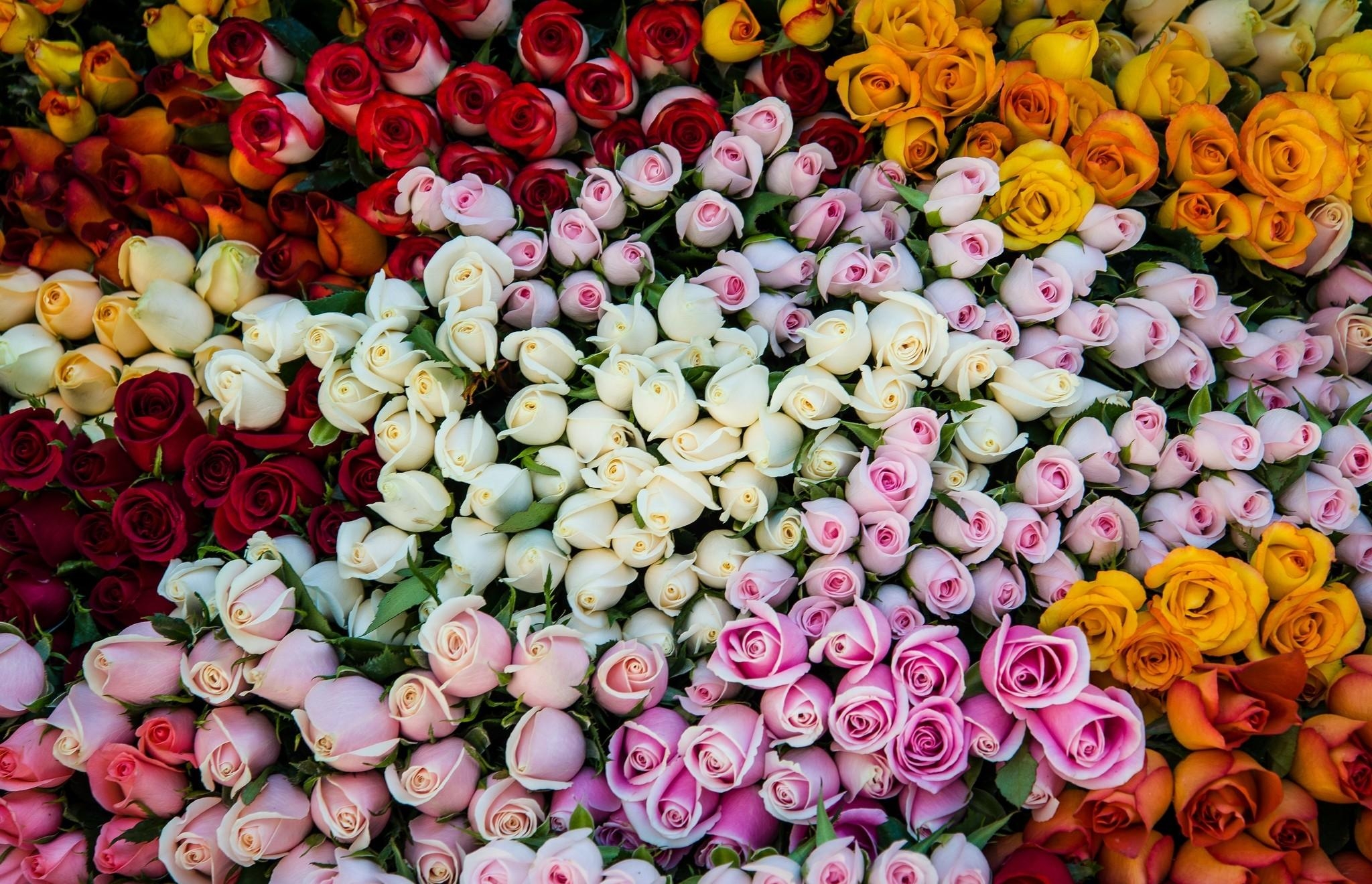 無料モバイル壁紙フラワーズ, 薔薇, 地球, 色, カラフル, 黄色い花, 白い花, 赤い花, ピンクの花をダウンロードします。