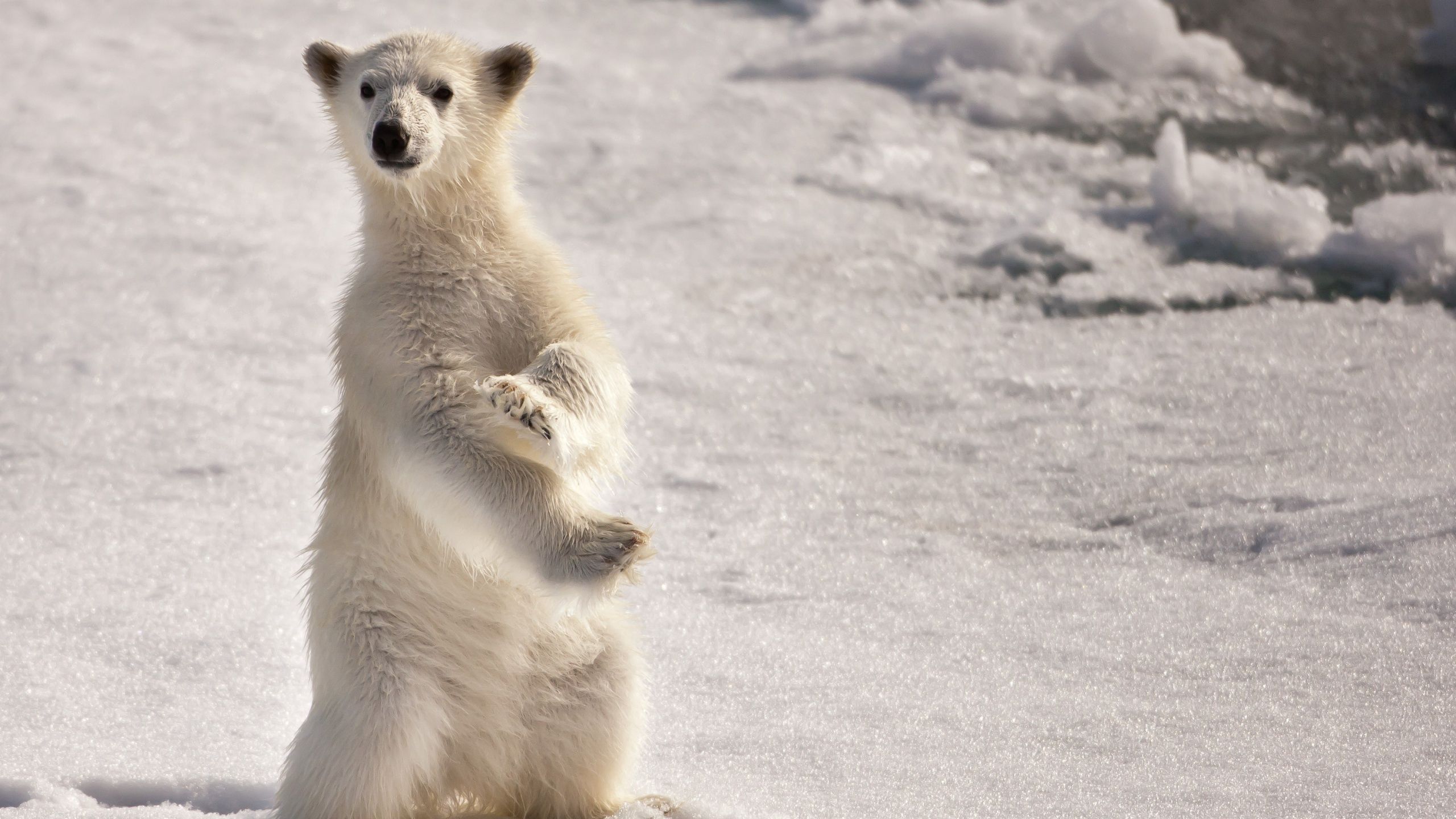 64600 скачать обои белый медведь, удивление, животные, зима, снег, стоять, поза - заставки и картинки бесплатно