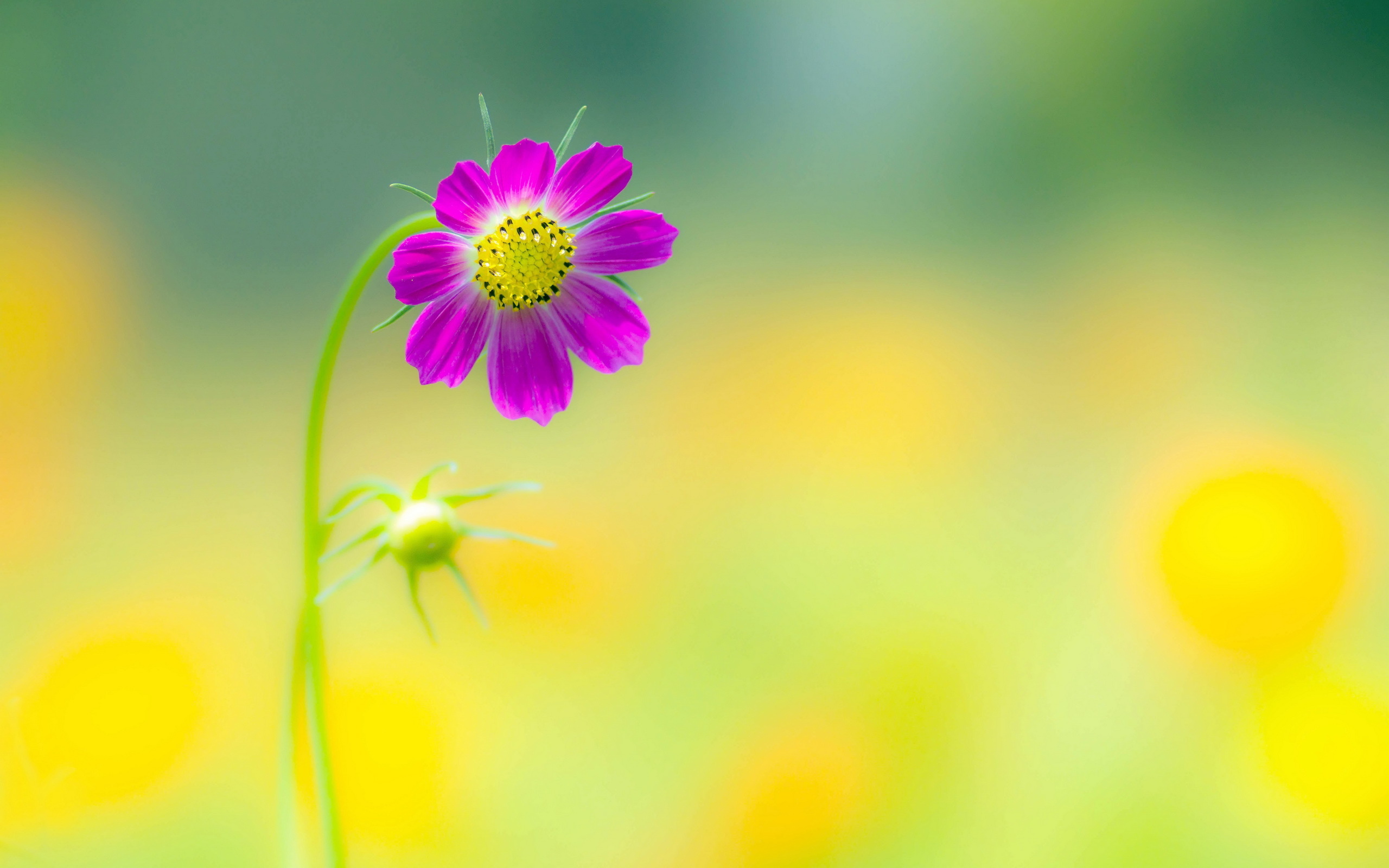 Download mobile wallpaper Flowers, Flower, Macro, Blur, Earth, Cosmos, Pink Flower for free.
