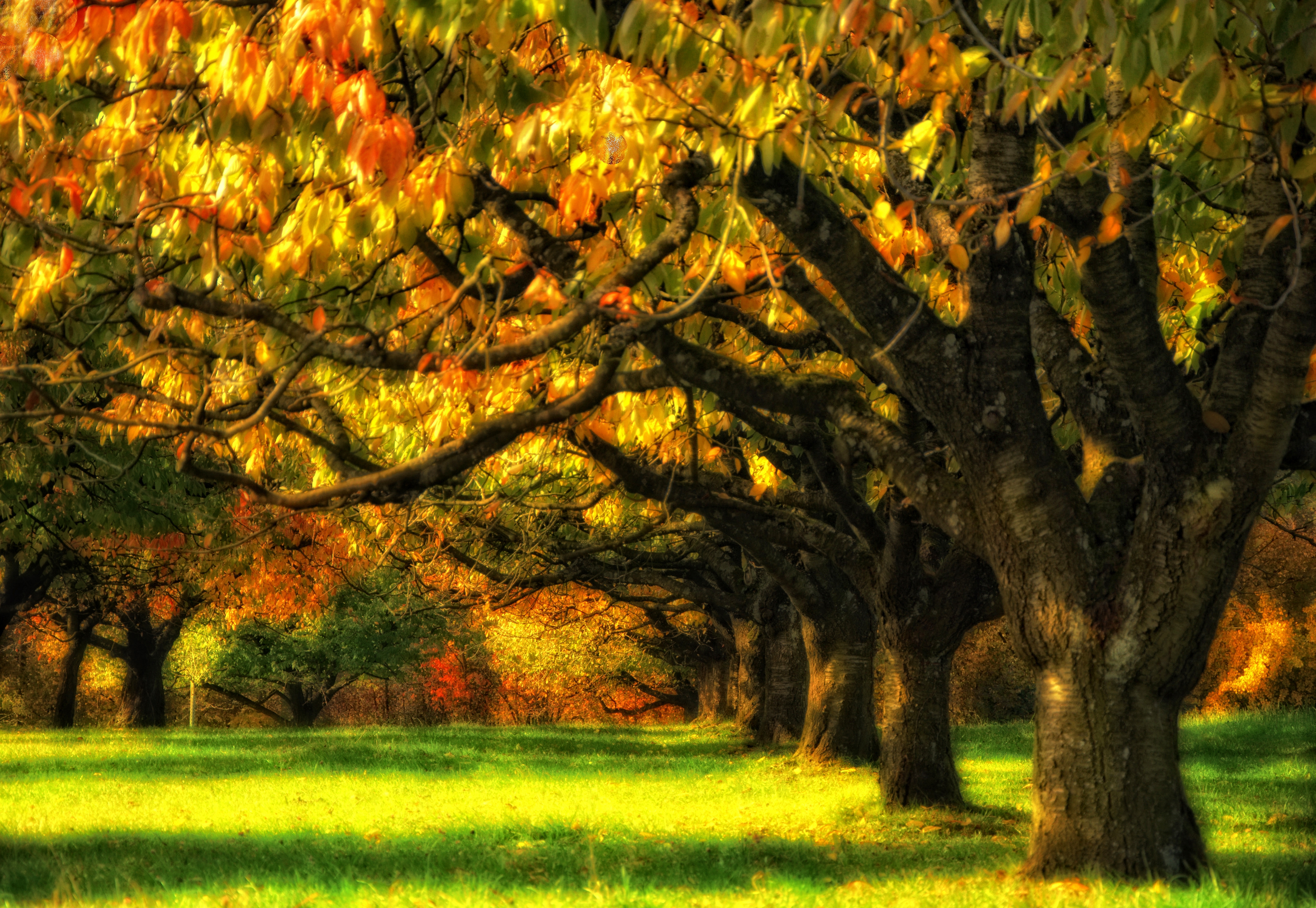 Скачать обои бесплатно Деревья, Осень, Дерево, Земля/природа картинка на рабочий стол ПК