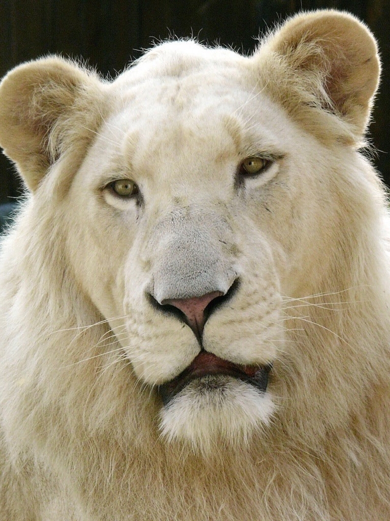 Download mobile wallpaper Lion, Animal, White Lion for free.