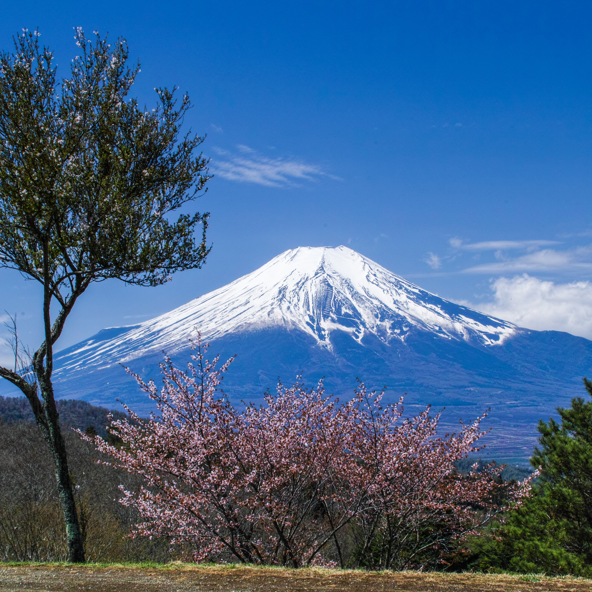 Laden Sie das Sakura, Gipfel, Japan, Frühling, Vulkan, Kirschblüte, Fujisan, Vulkane, Erde/natur, Kirschbaum-Bild kostenlos auf Ihren PC-Desktop herunter
