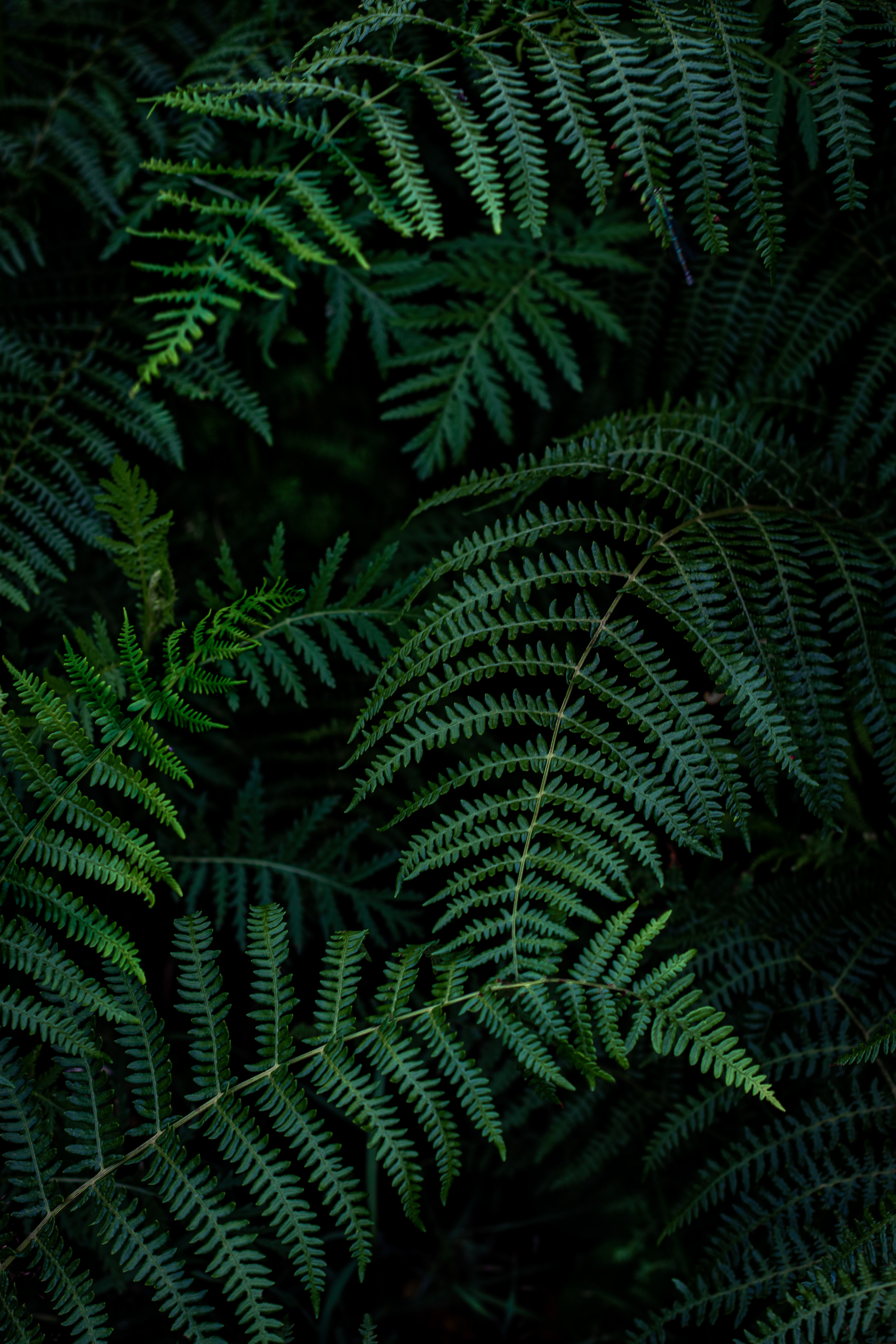 Download mobile wallpaper Macro, Branches, Leaves, Fern for free.