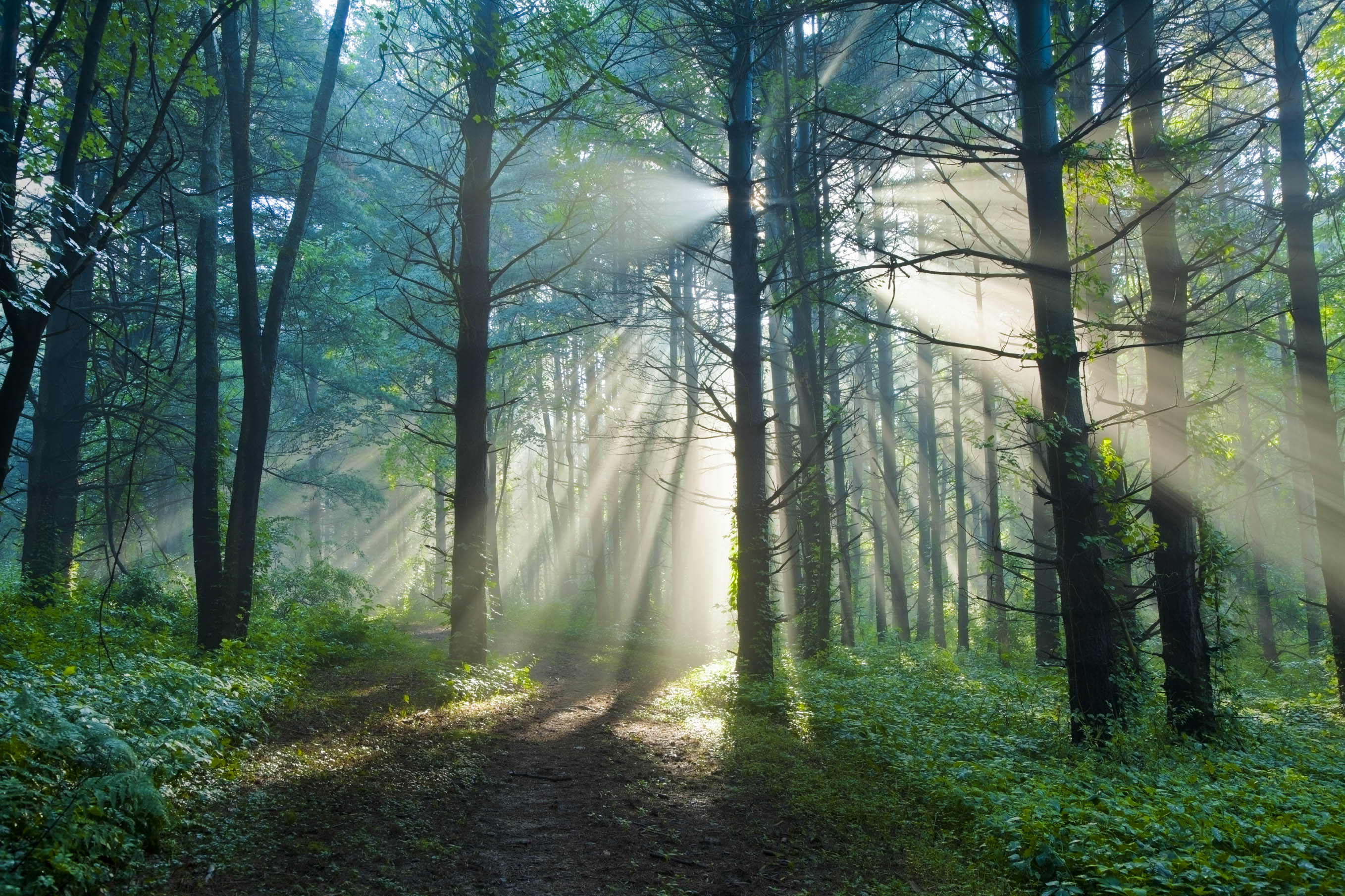 Free download wallpaper Forest, Tree, Earth, Path, Sunbeam, Sunshine on your PC desktop
