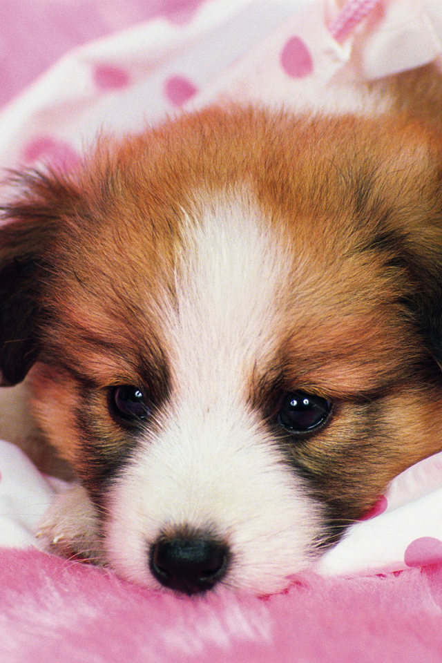Download mobile wallpaper Dogs, Dog, Animal, Papillon for free.