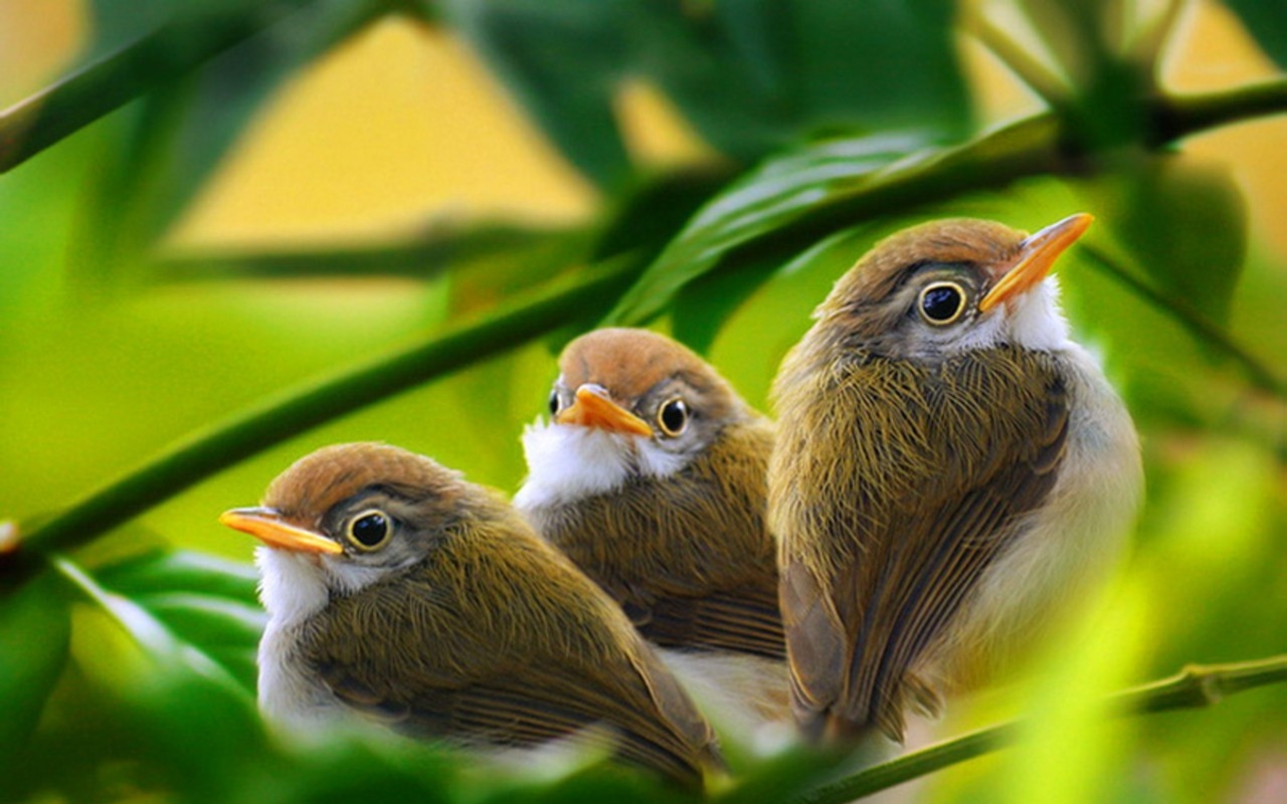 無料モバイル壁紙鳥, 動物をダウンロードします。