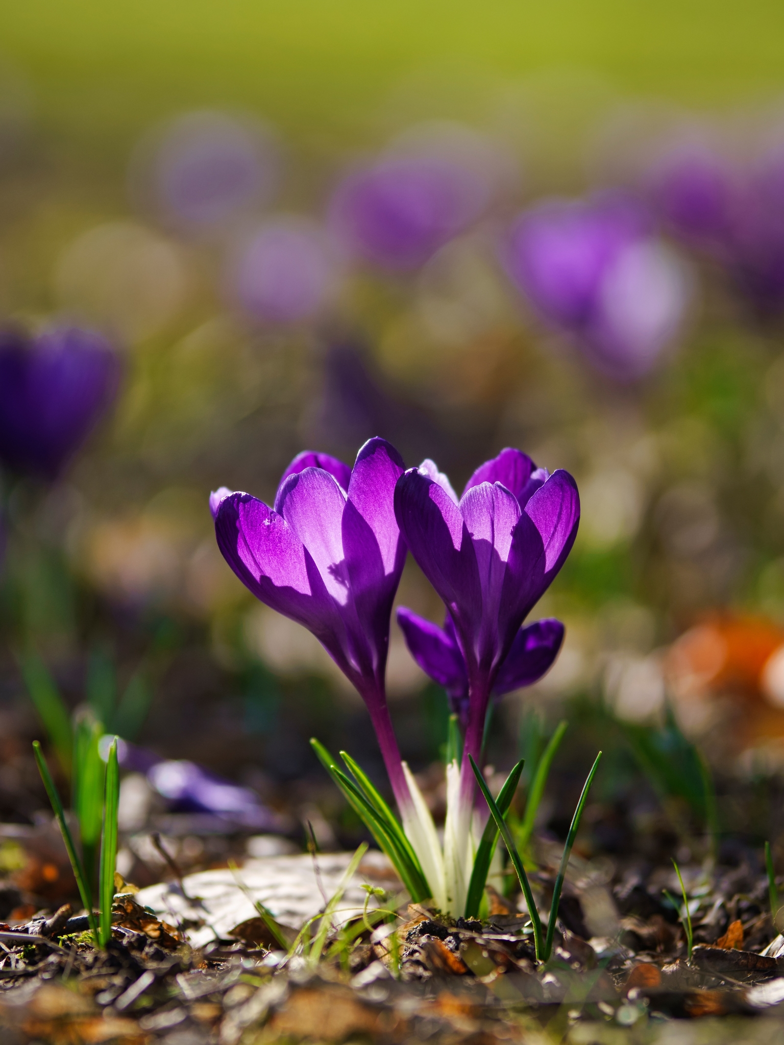 Скачати мобільні шпалери Квітка, Земля, Весна, Крокус, Фіолетова Квітка, Впритул, Флауерзи безкоштовно.