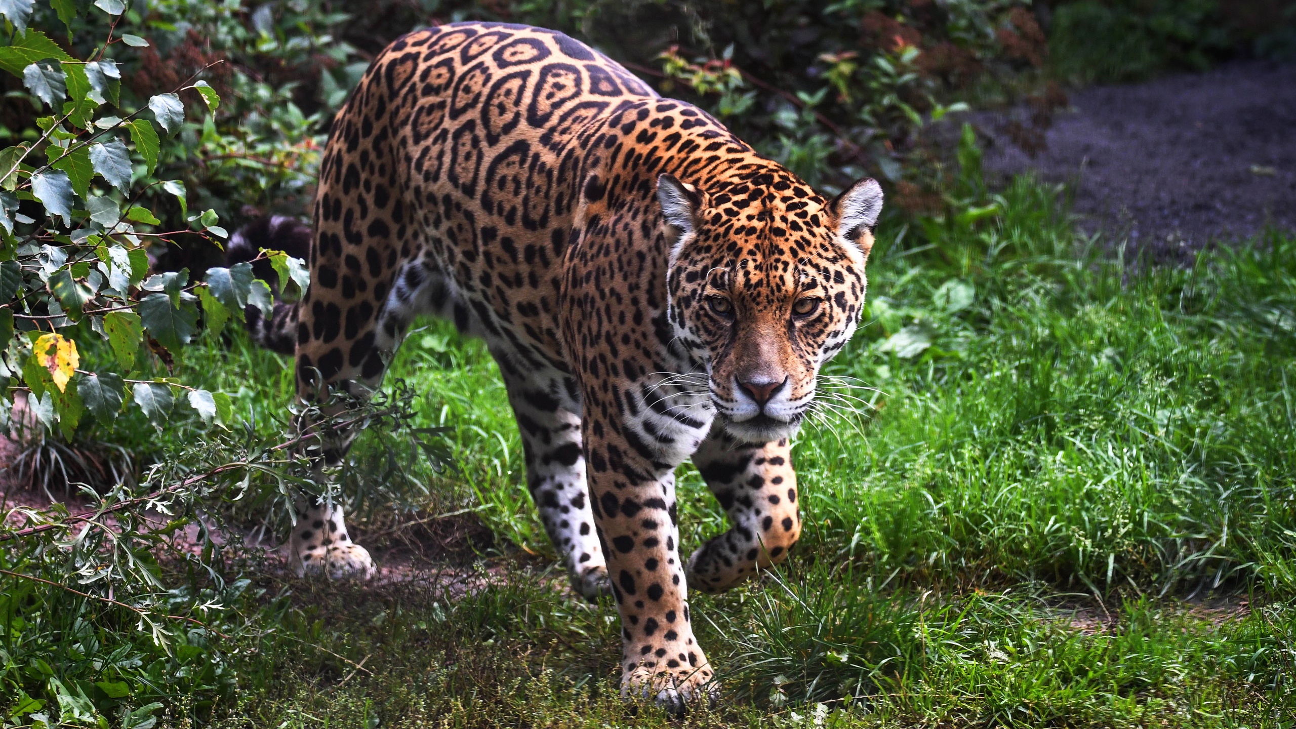 Free download wallpaper Cats, Jaguar, Animal on your PC desktop