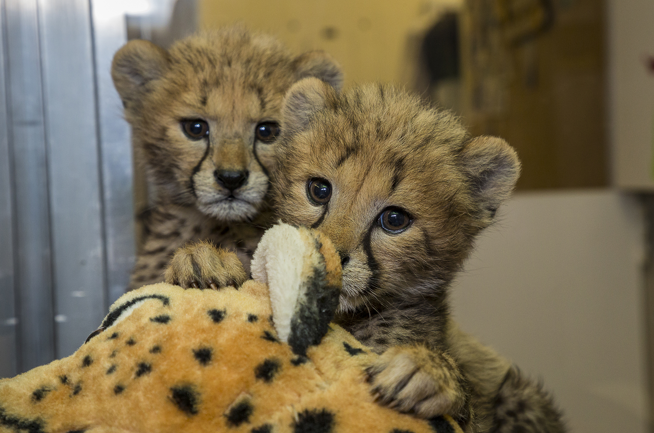 Download mobile wallpaper Cats, Cheetah, Animal, Cute, Cub for free.