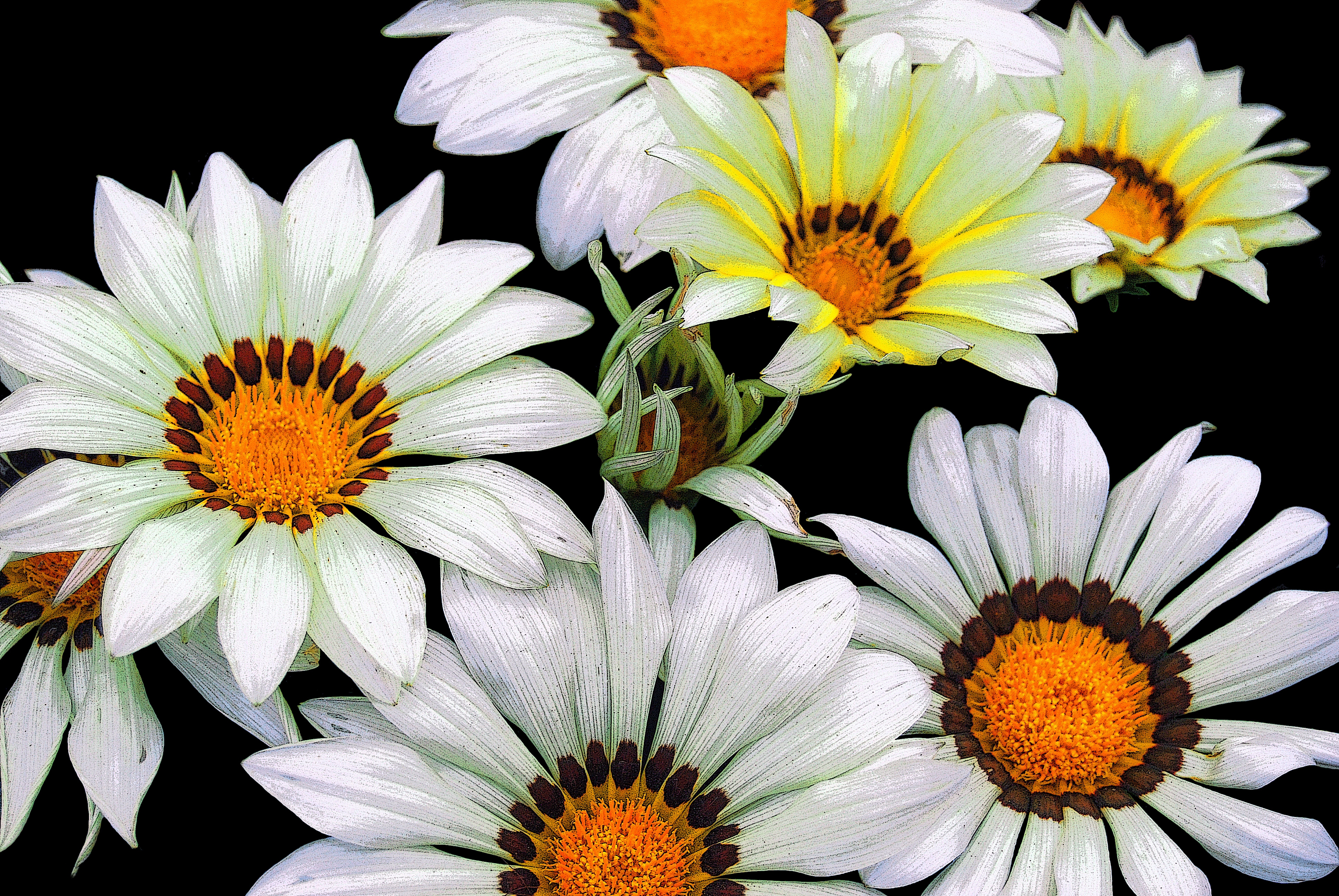 1527397 descargar fondo de pantalla tierra/naturaleza, gazania, flor, flor blanca, flores: protectores de pantalla e imágenes gratis