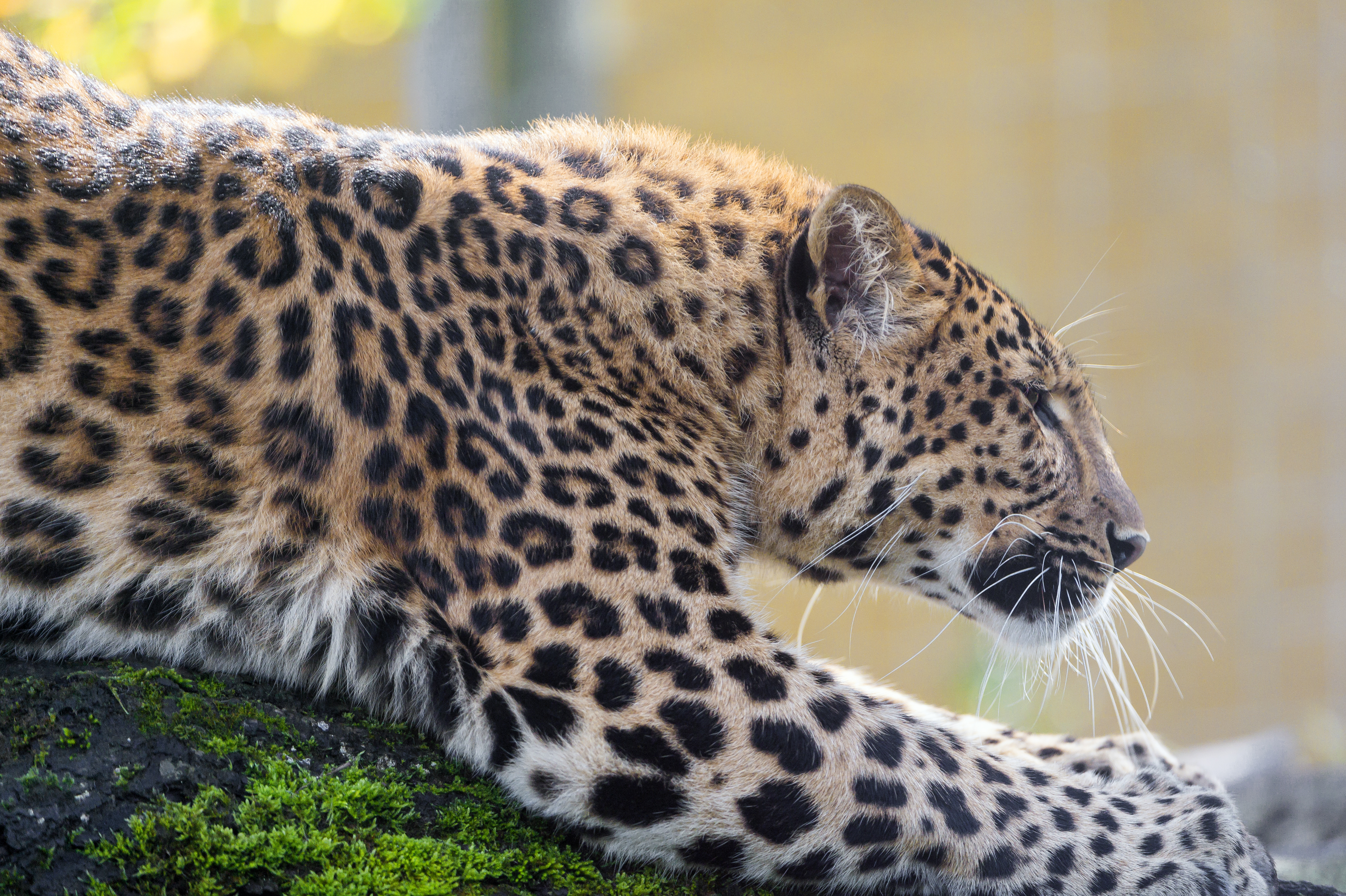 Baixar papel de parede para celular de Animais, Gatos, Leopardo gratuito.