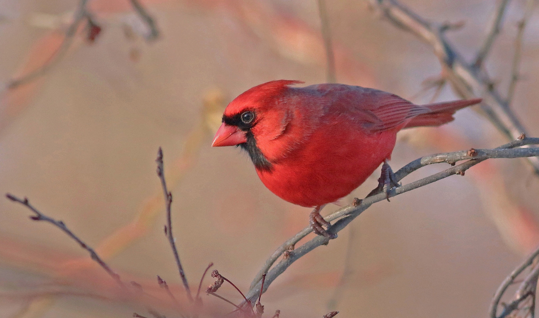 Download mobile wallpaper Cardinal, Birds, Animal for free.
