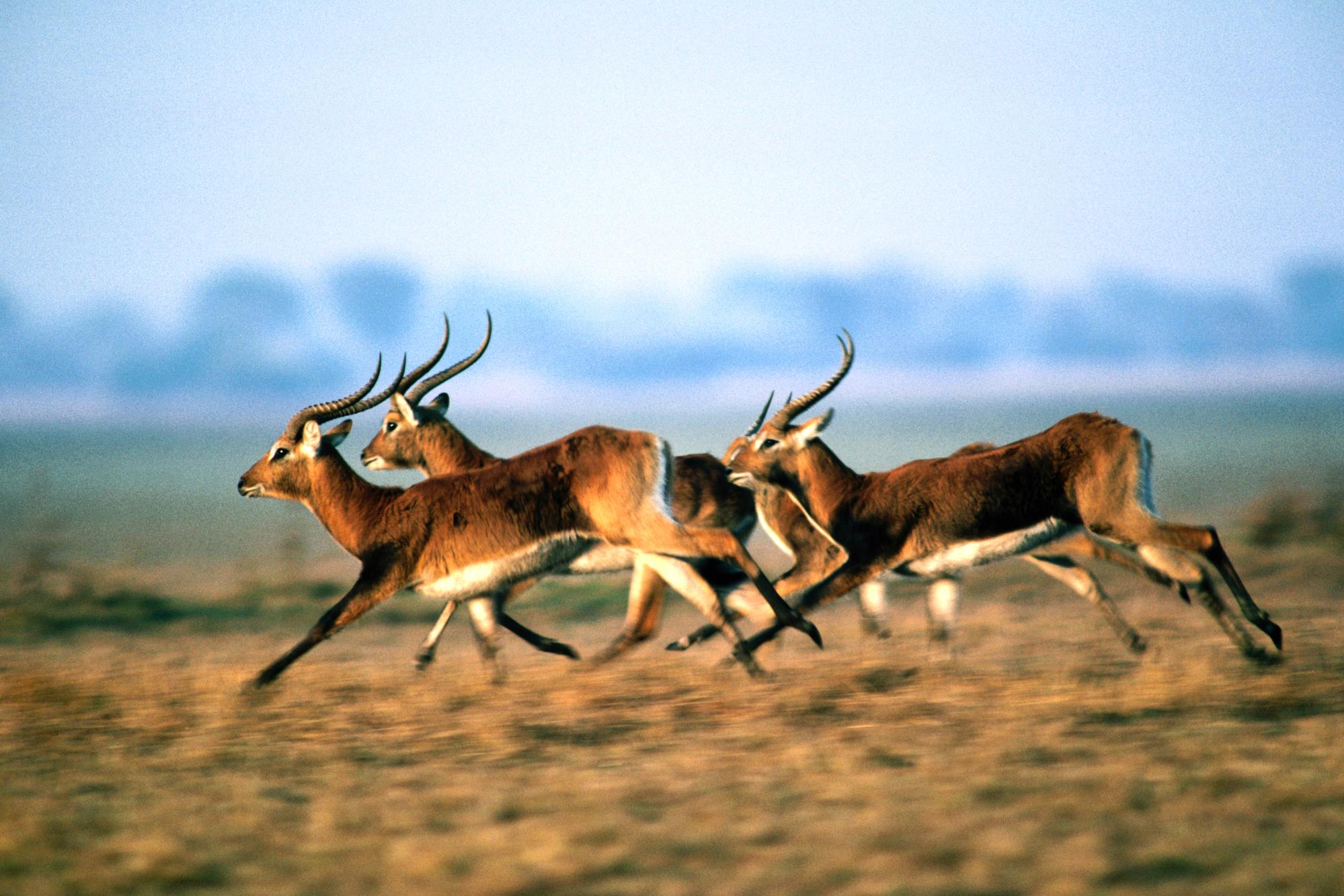 253071 télécharger l'image antilope, animaux, lechwe - fonds d'écran et économiseurs d'écran gratuits