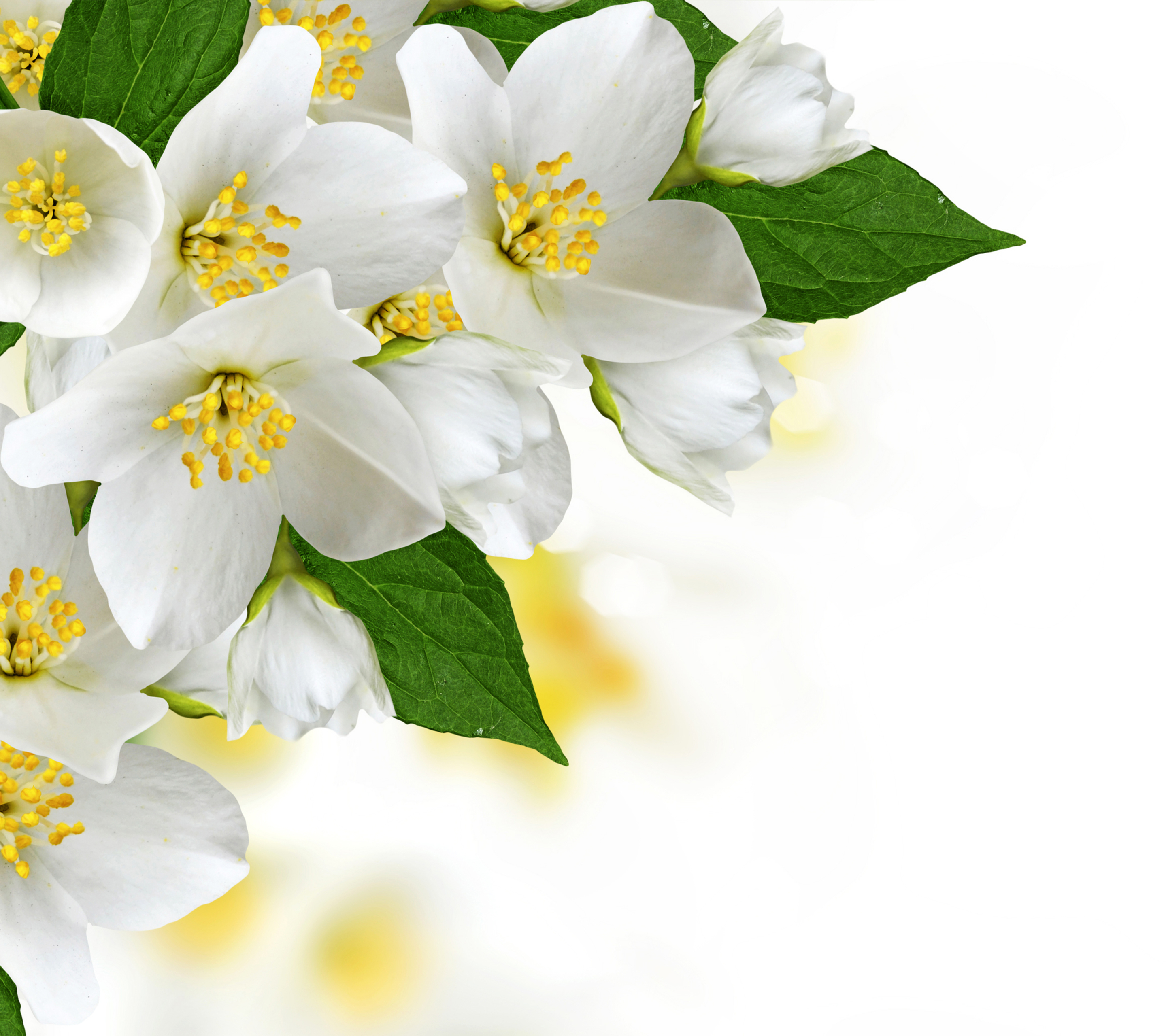 Descarga gratuita de fondo de pantalla para móvil de Flores, Flor, Florecer, Flor Blanca, Tierra/naturaleza, Flor De Manzana.