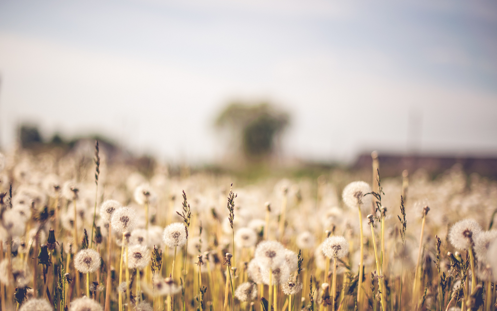 Handy-Wallpaper Feld, Erde/natur kostenlos herunterladen.