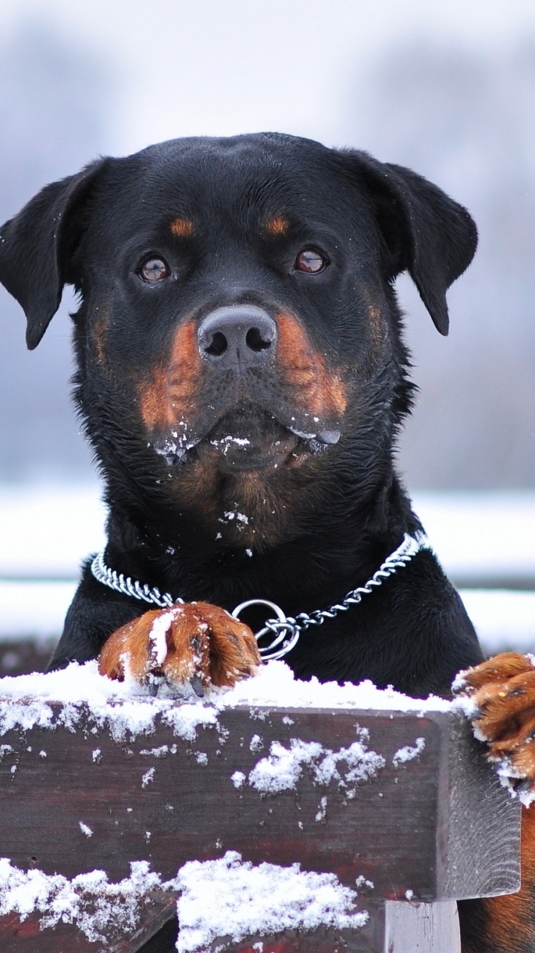 Download mobile wallpaper Winter, Dogs, Snow, Dog, Muzzle, Fence, Animal, Rottweiler for free.