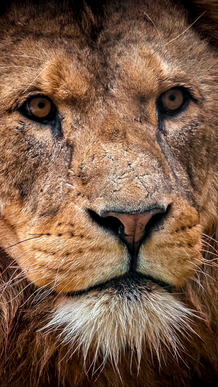 Download mobile wallpaper Cats, Muzzle, Lion, Animal for free.