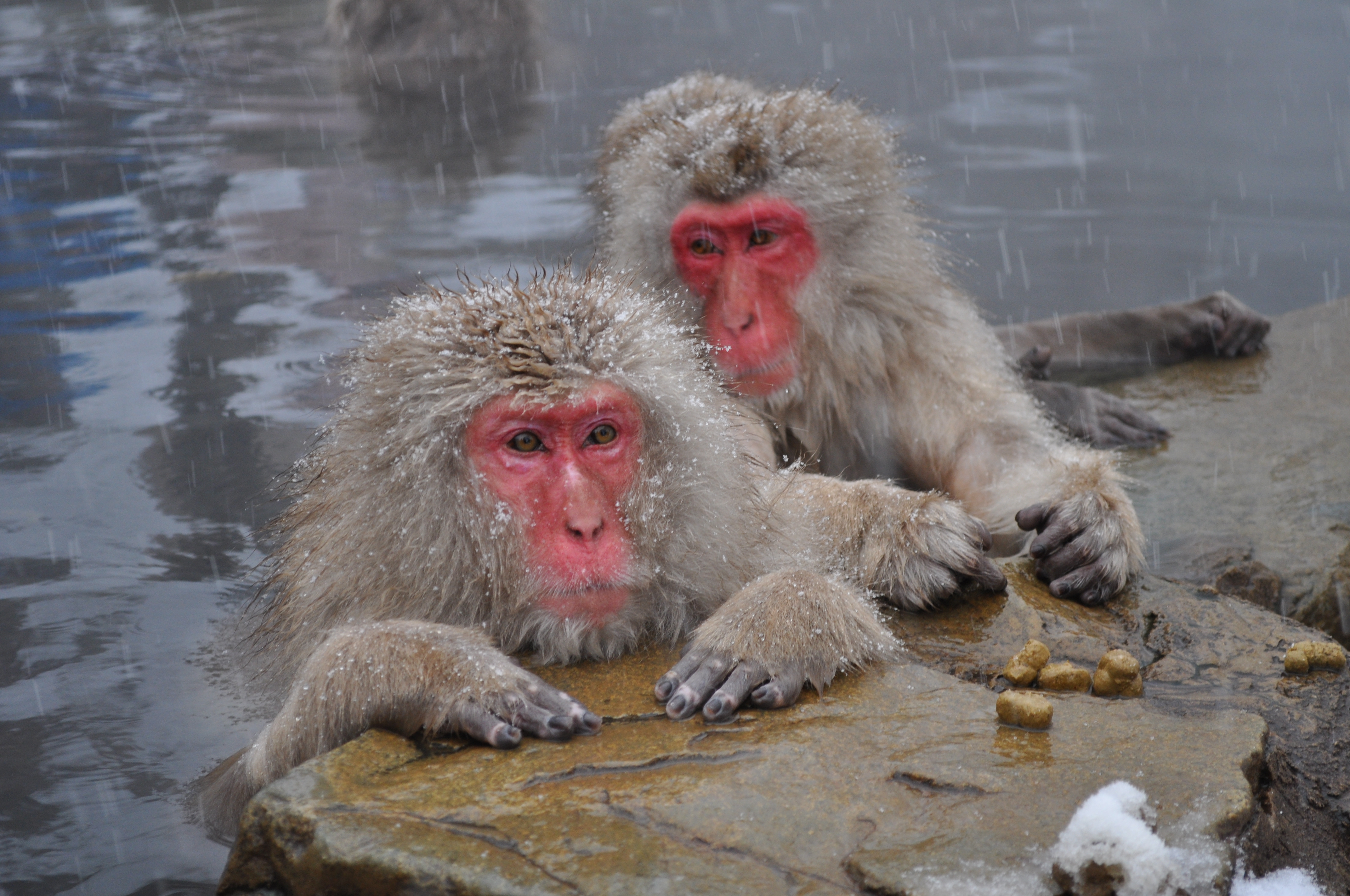 Baixar papel de parede para celular de Macaco Japonês, Macacos, Animais gratuito.