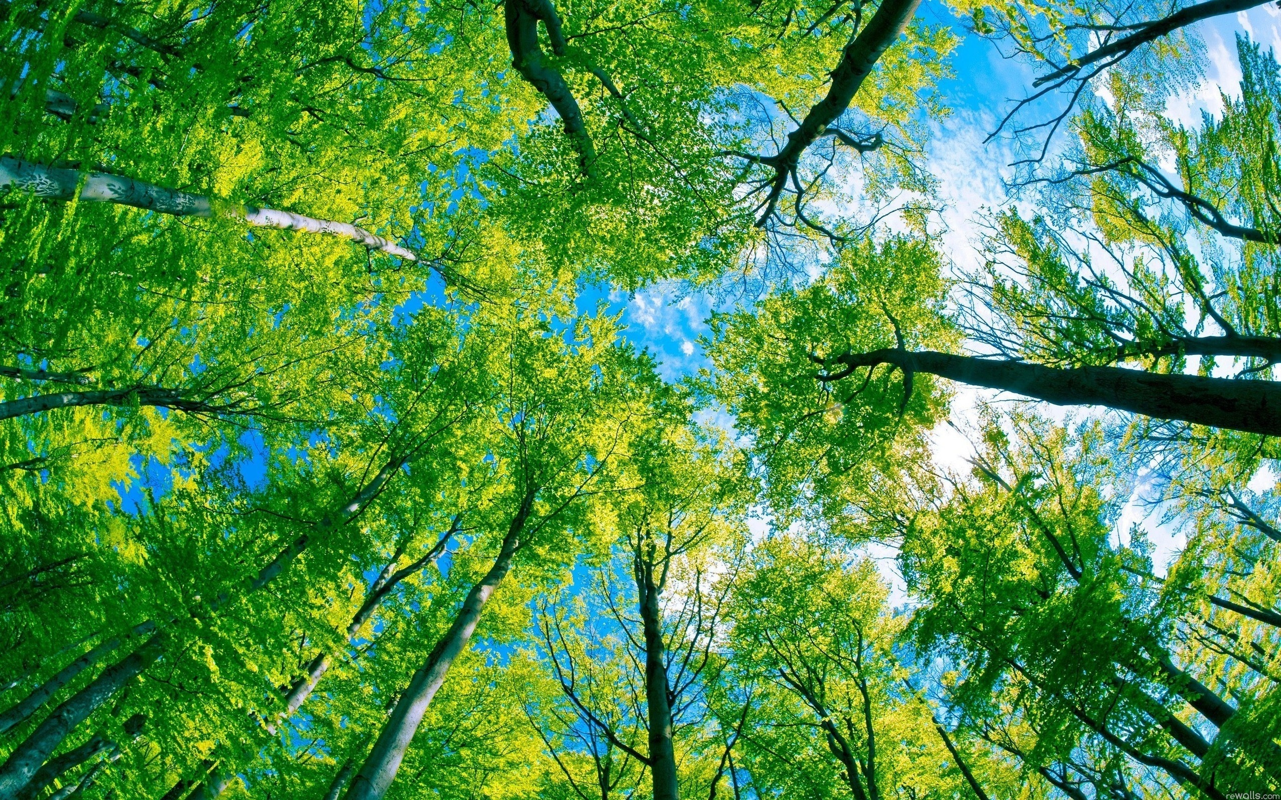 Free download wallpaper Forest, Earth on your PC desktop
