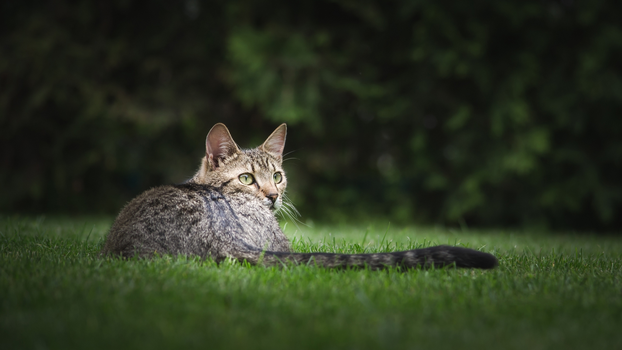 Download mobile wallpaper Cats, Grass, Cat, Blur, Animal for free.