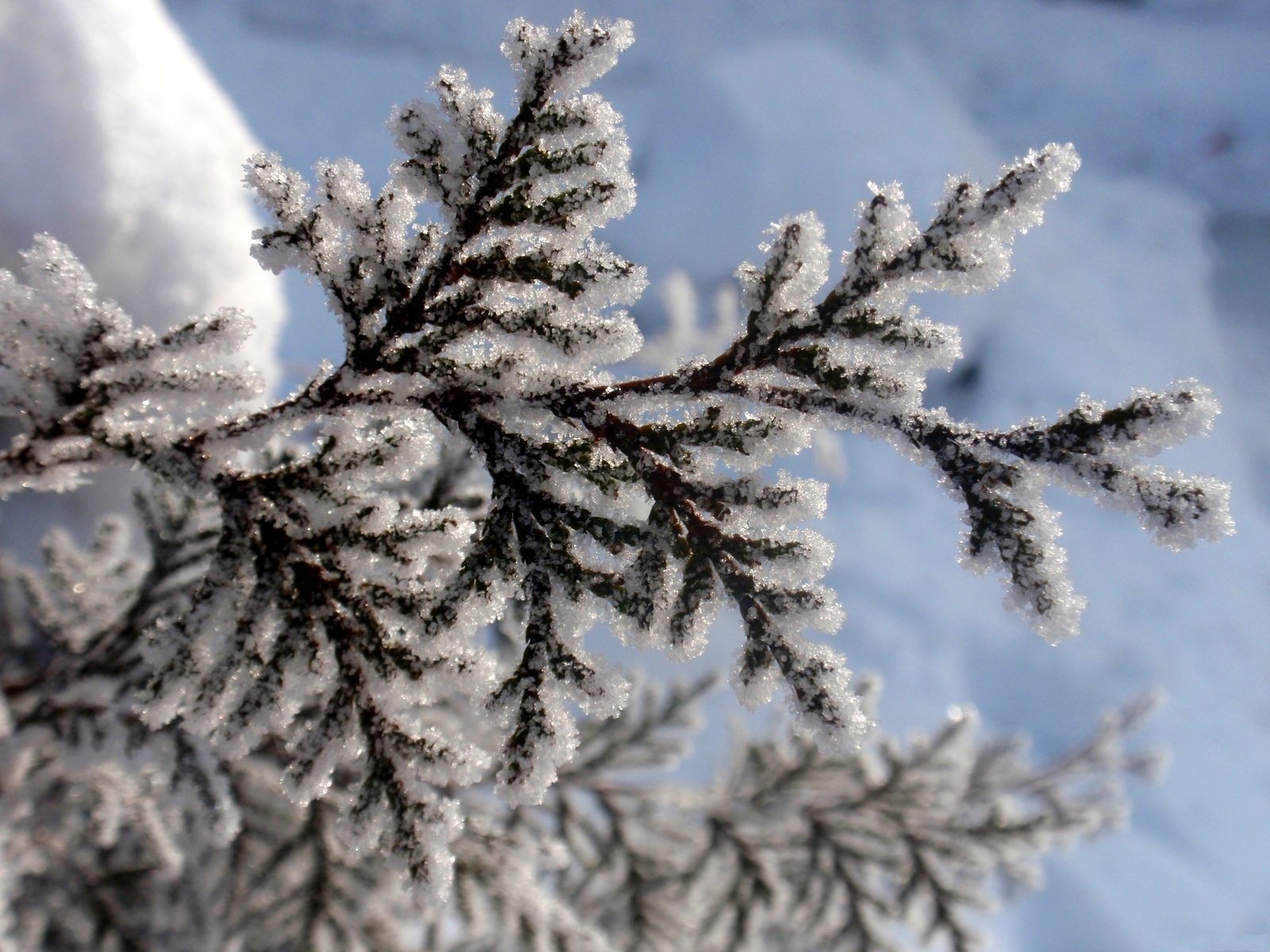 Скачать обои бесплатно Зима, Земля/природа картинка на рабочий стол ПК