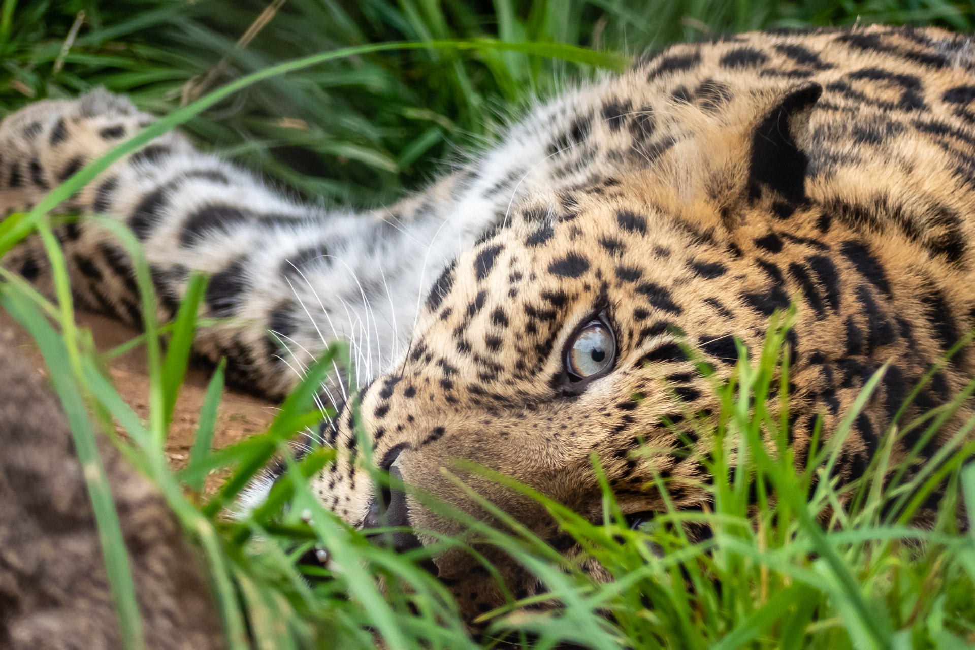 Descarga gratuita de fondo de pantalla para móvil de Animales, Gatos, Leopardo, Mirar Fijamente.