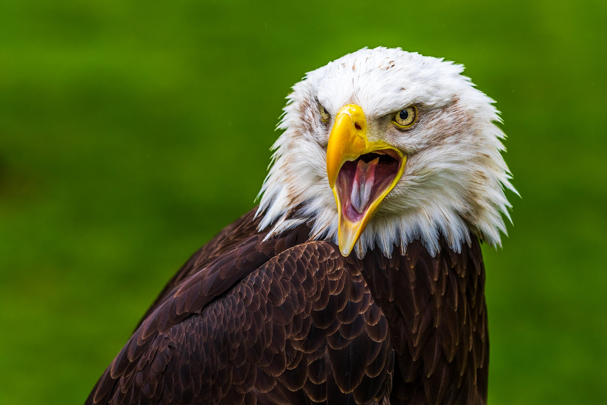 Download mobile wallpaper Birds, Bird, Beak, Animal, Eagle, Bald Eagle, Bird Of Prey for free.