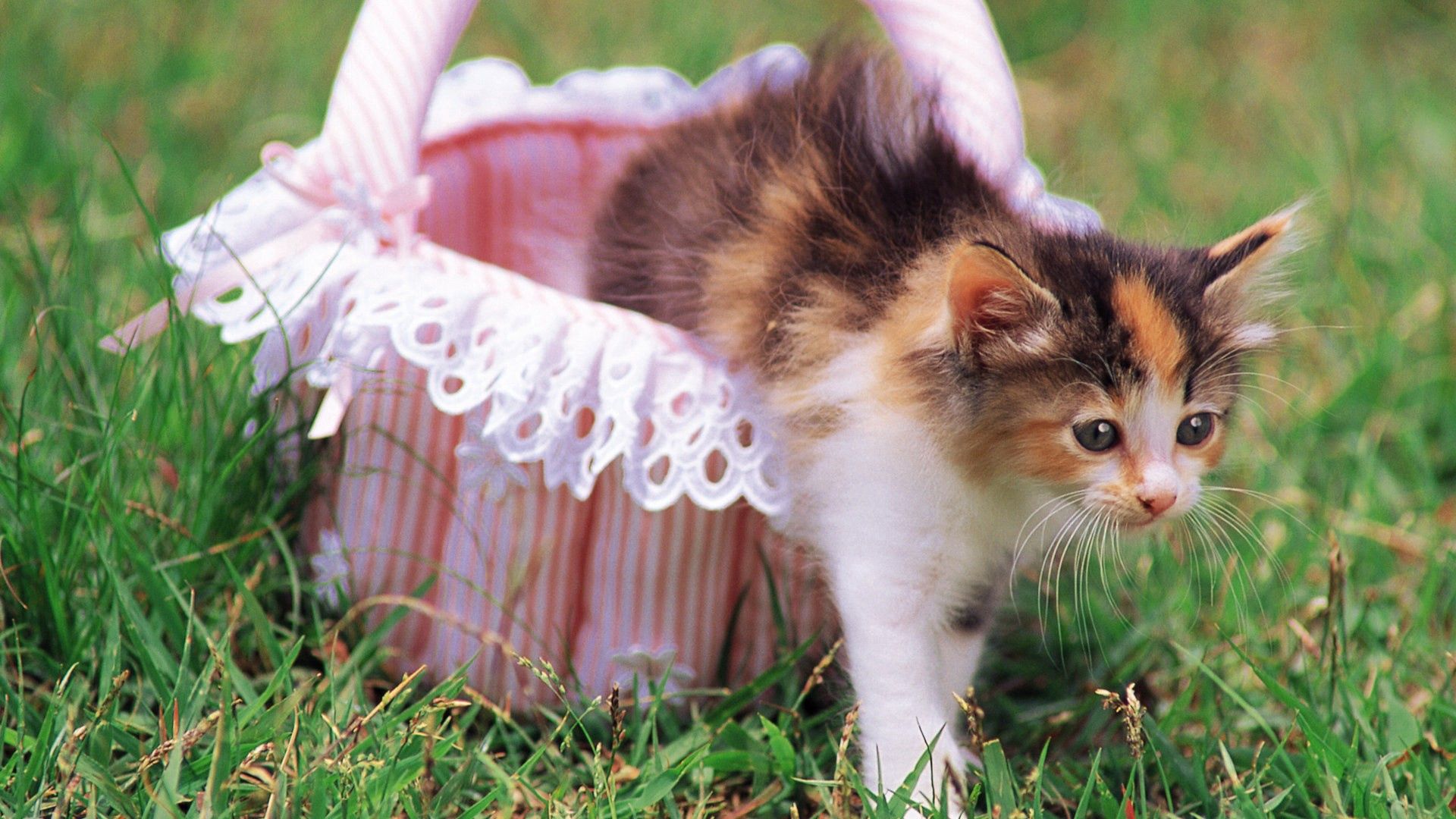Download mobile wallpaper Kitty, Basket, Kitten, Animals, Grass, Cat, Tenderness for free.