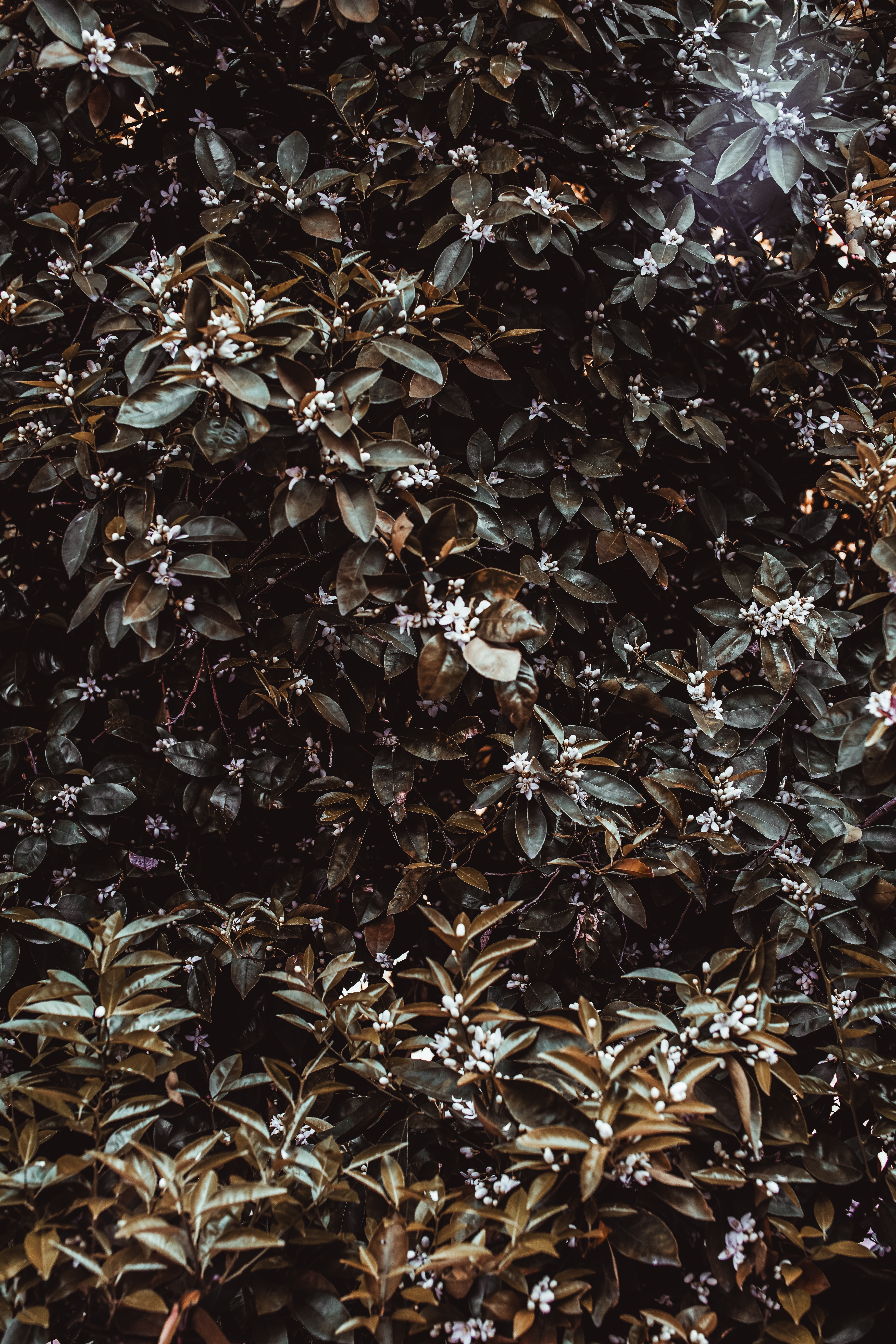 Download mobile wallpaper Bush, Leaves, Flowers, Jasmine, Plant, Nature for free.