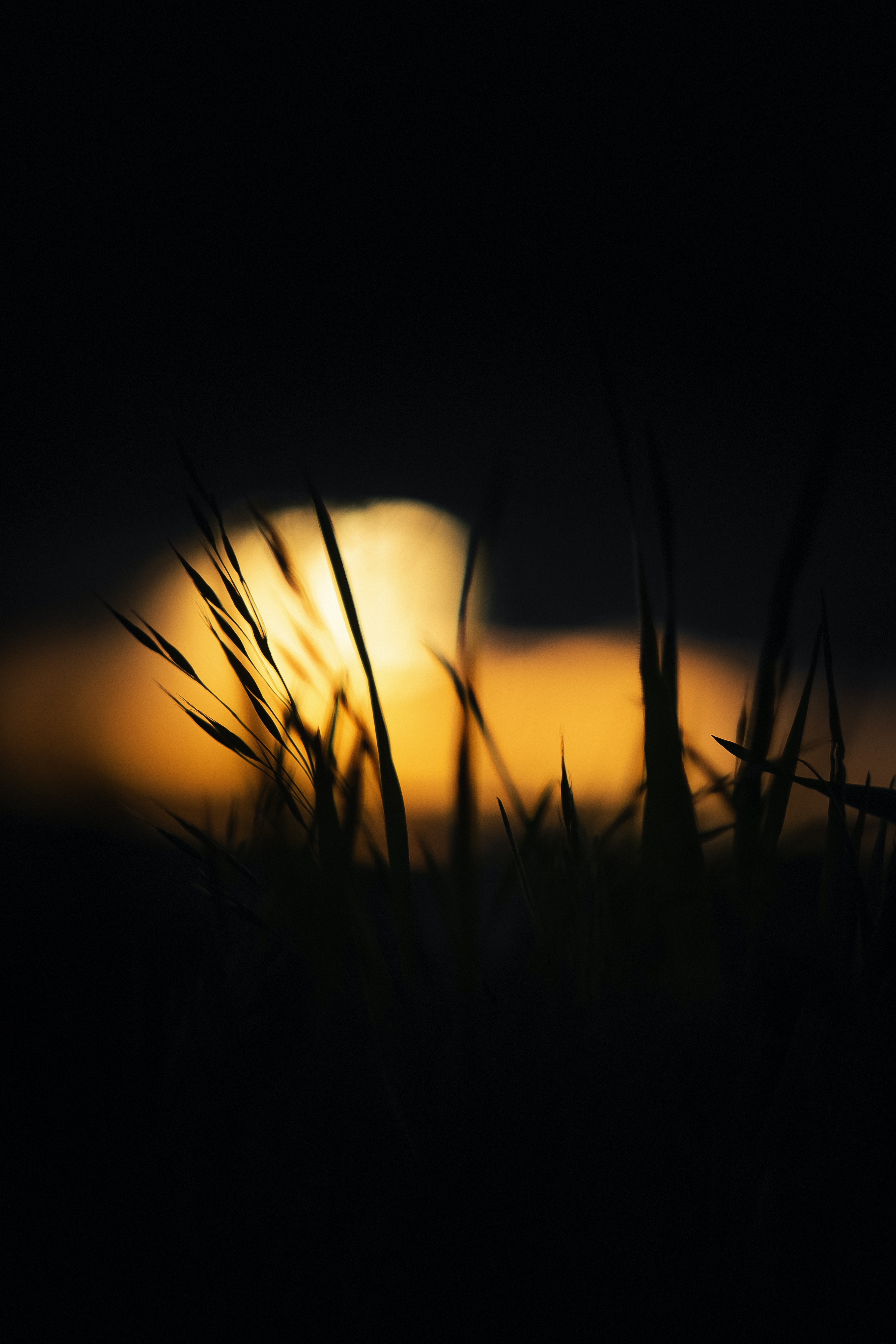 Laden Sie das Grass, Das Schwarze, Glühen, Dunkel, Glow-Bild kostenlos auf Ihren PC-Desktop herunter