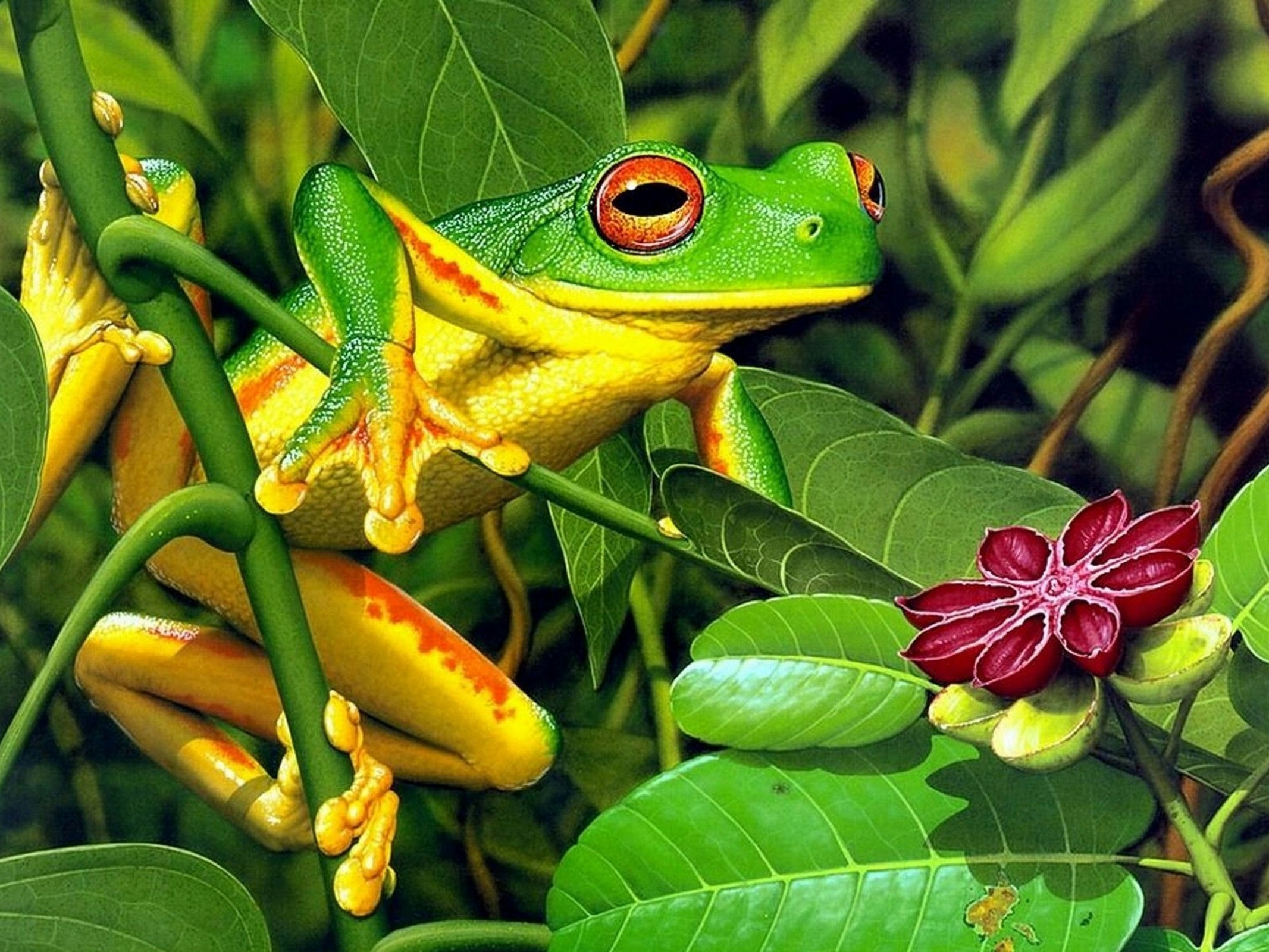 PCデスクトップにブッシュ, 動物, 蛙, 葉, カエル画像を無料でダウンロード