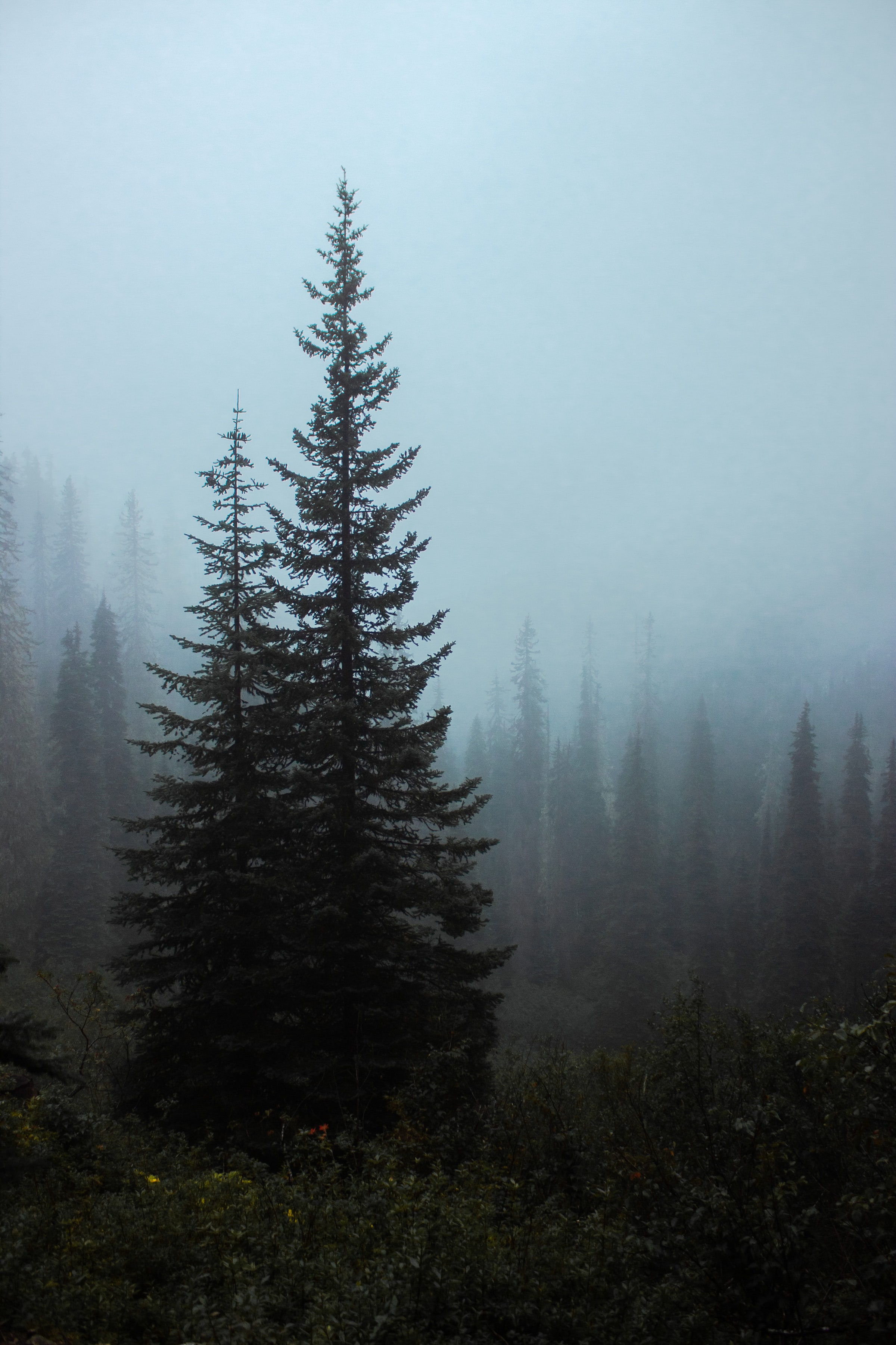 Скачать обои бесплатно Кусты, Туман, Ель, Природа, Деревья, Лес картинка на рабочий стол ПК
