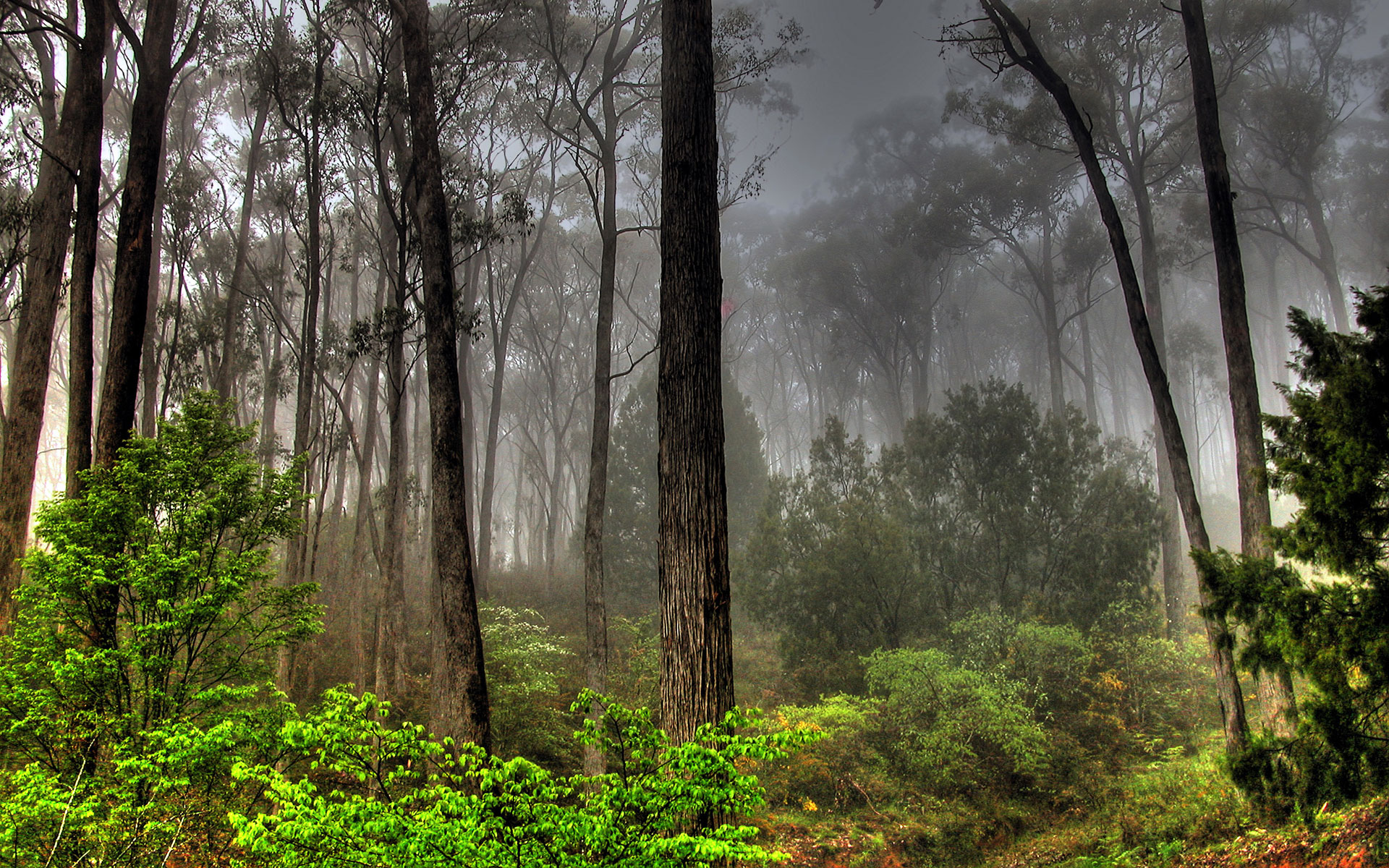 Free download wallpaper Forest, Earth on your PC desktop