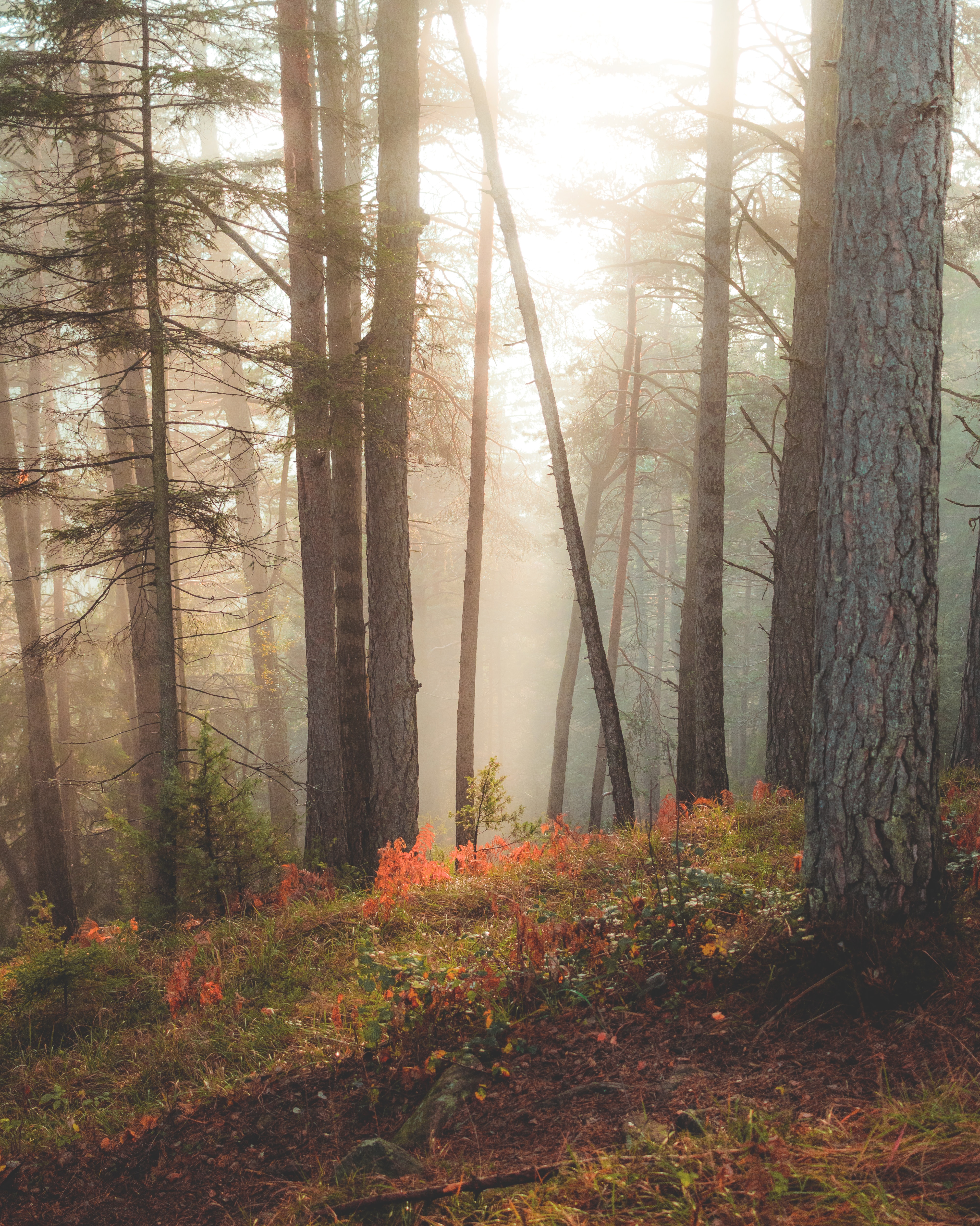 Free download wallpaper Trees, Sunlight, Nature, Sun Rays, Forest on your PC desktop