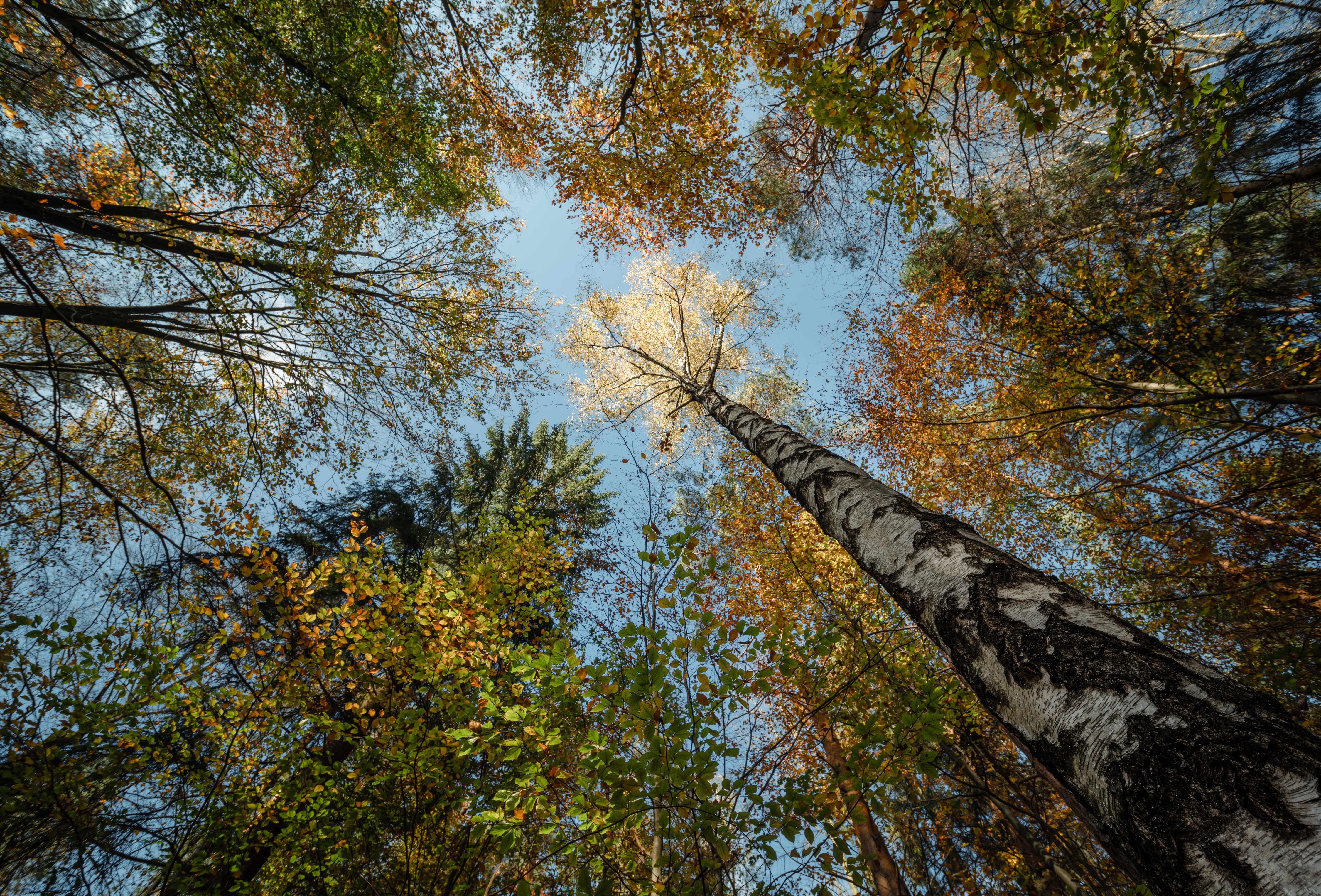 Laden Sie das Herbst, Baum, Himmel, Erde/natur-Bild kostenlos auf Ihren PC-Desktop herunter