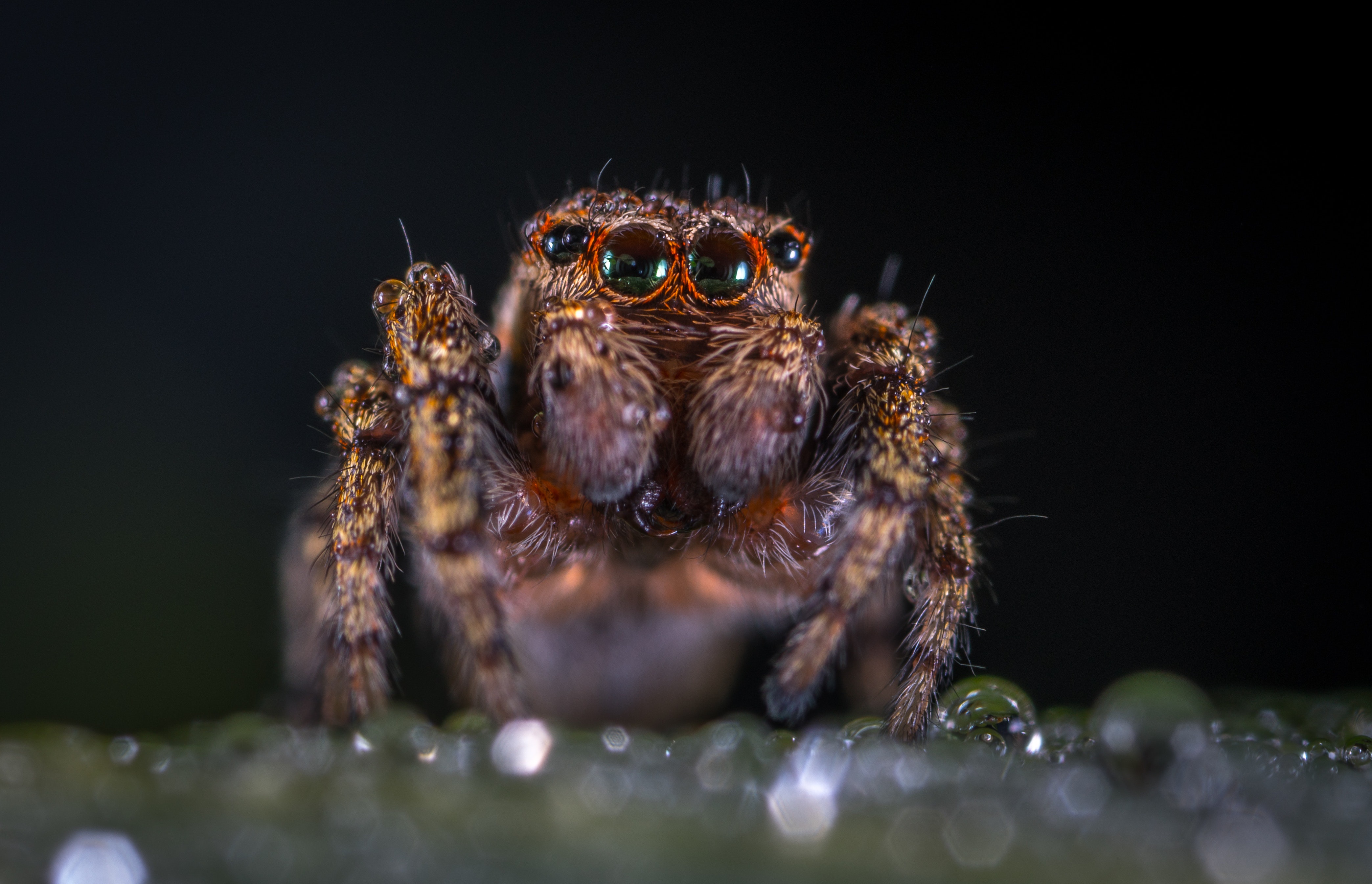 Laden Sie das Tiere, Spinne, Spinnentier, Spinnen-Bild kostenlos auf Ihren PC-Desktop herunter