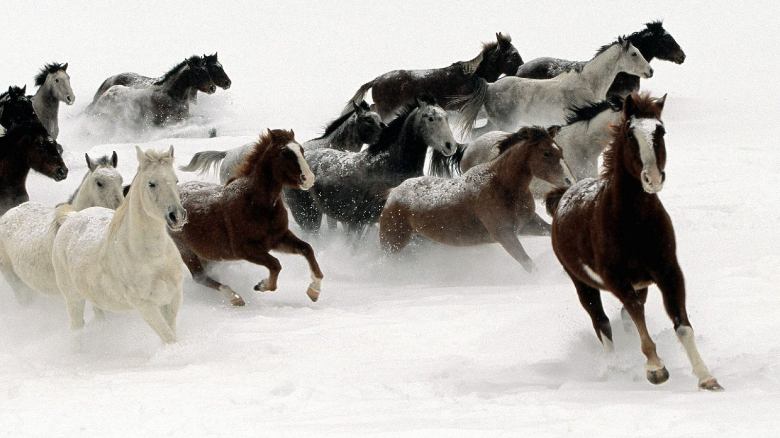 Baixe gratuitamente a imagem Animais, Cavalo na área de trabalho do seu PC