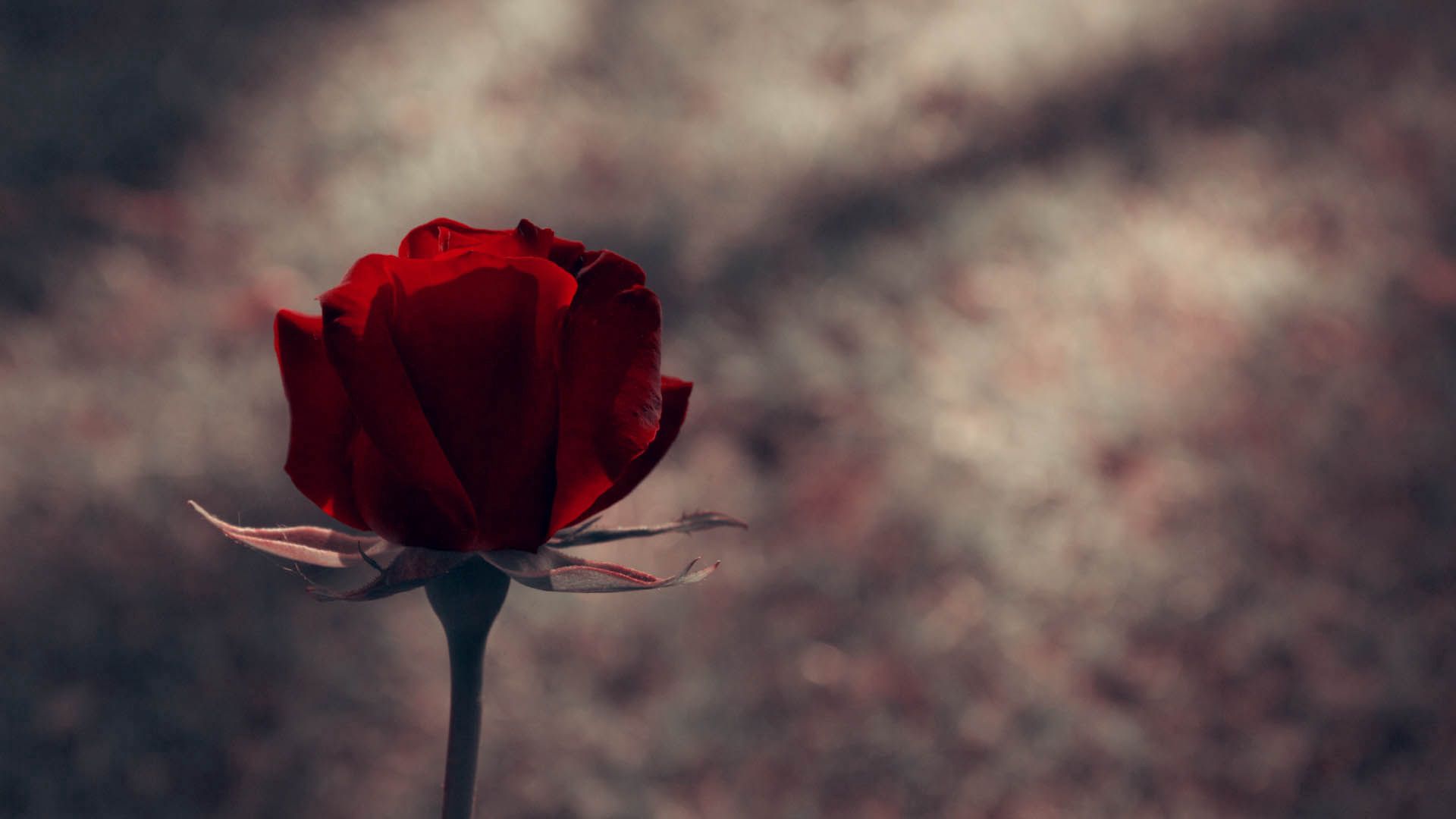 Laden Sie das Rose, Stengel, Stiel, Blumen, Dunkel, Hintergrund-Bild kostenlos auf Ihren PC-Desktop herunter