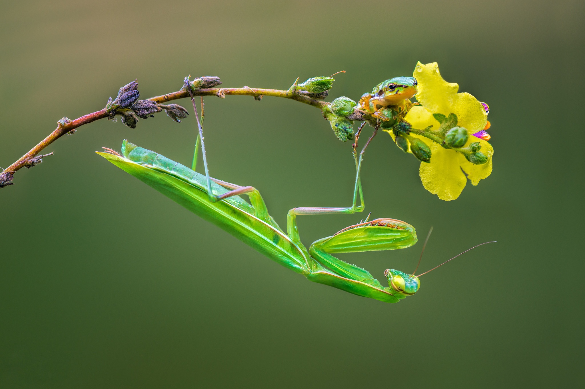 Free download wallpaper Insects, Macro, Insect, Animal, Frog, Amphibian, Praying Mantis on your PC desktop