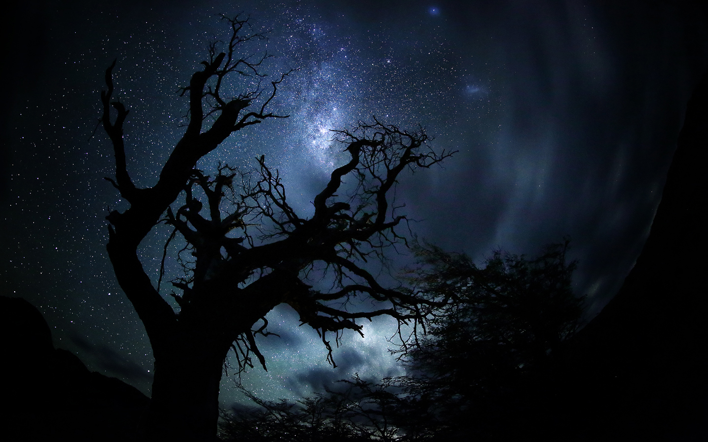 Download mobile wallpaper Trees, Sky, Stars, Night, Dark, Silhouette, Tree, Starry Sky, Earth for free.