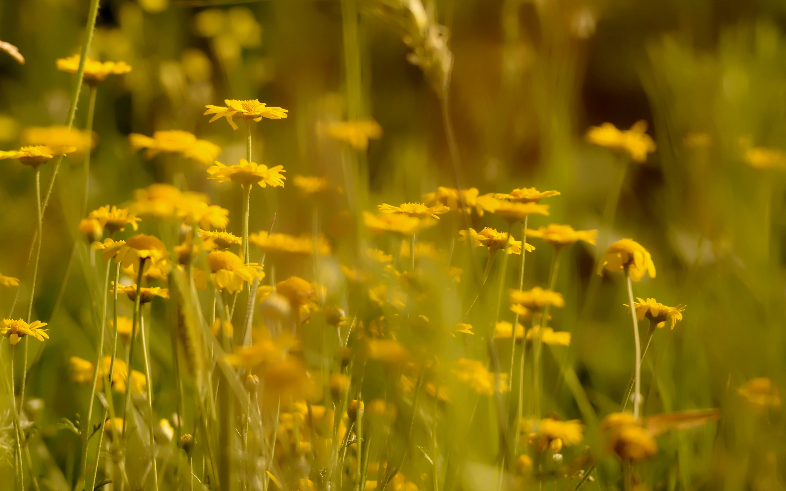 Téléchargez gratuitement l'image Fleurs, Fleur, Terre/nature sur le bureau de votre PC