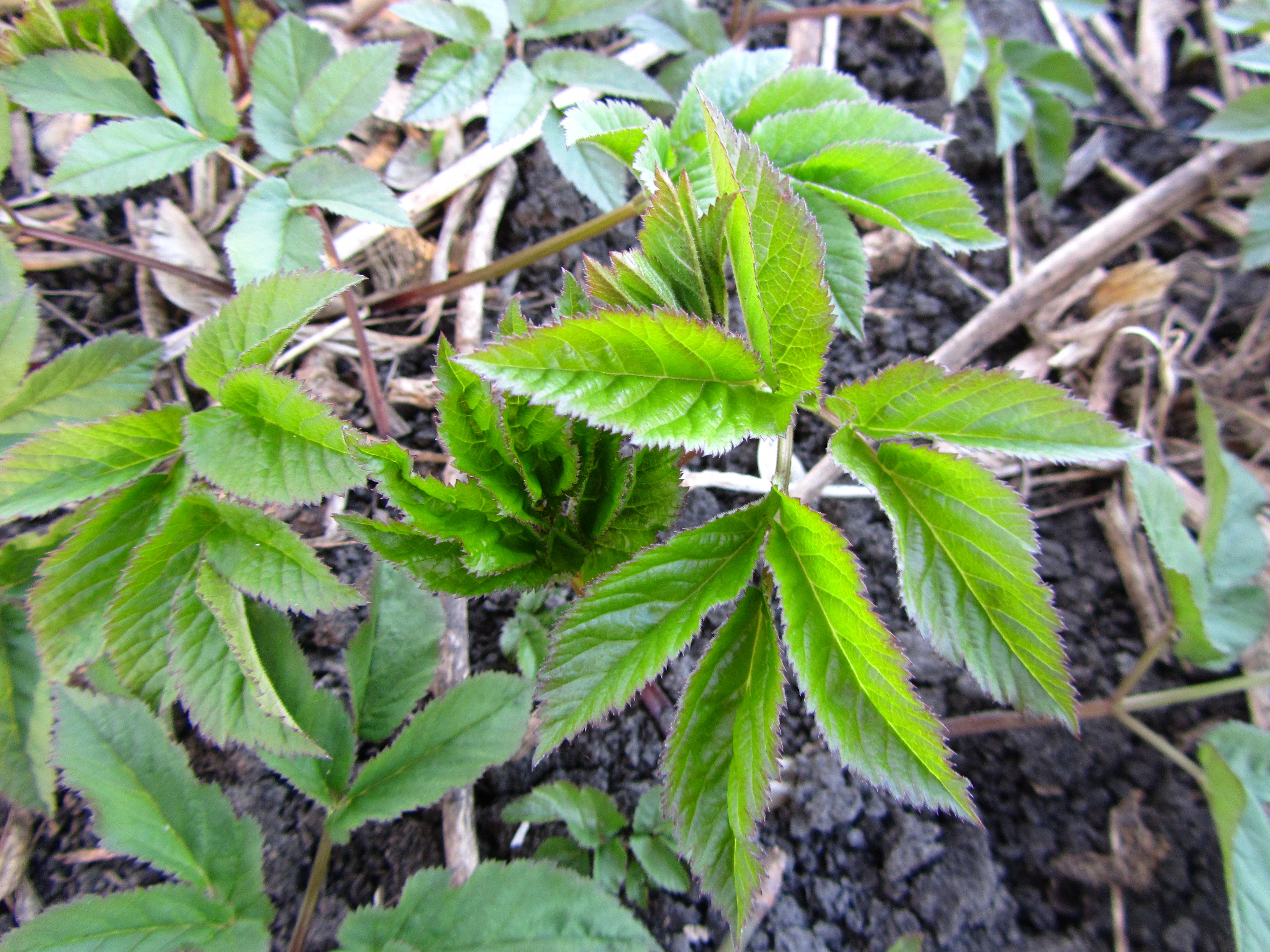 Baixar papel de parede para celular de Planta, Terra/natureza gratuito.