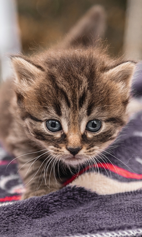 Handy-Wallpaper Tiere, Katzen, Katze, Kätzchen, Tierbaby kostenlos herunterladen.