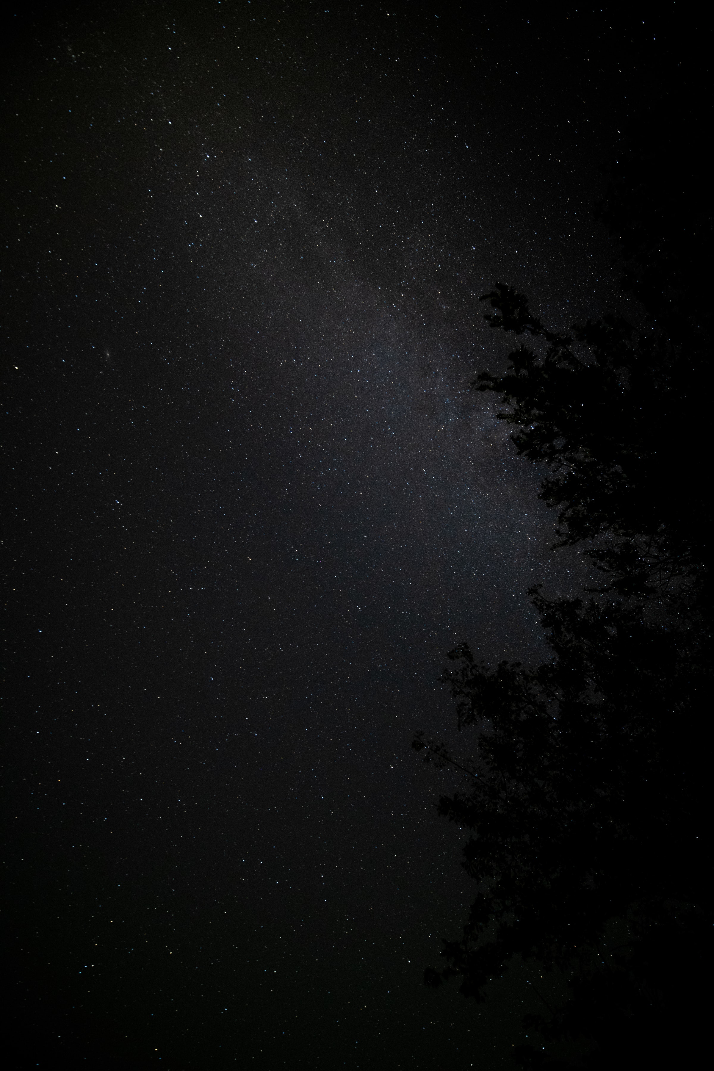 Скачать картинку Дерево, Ночь, Звезды, Туманность, Звездное Небо, Темные в телефон бесплатно.