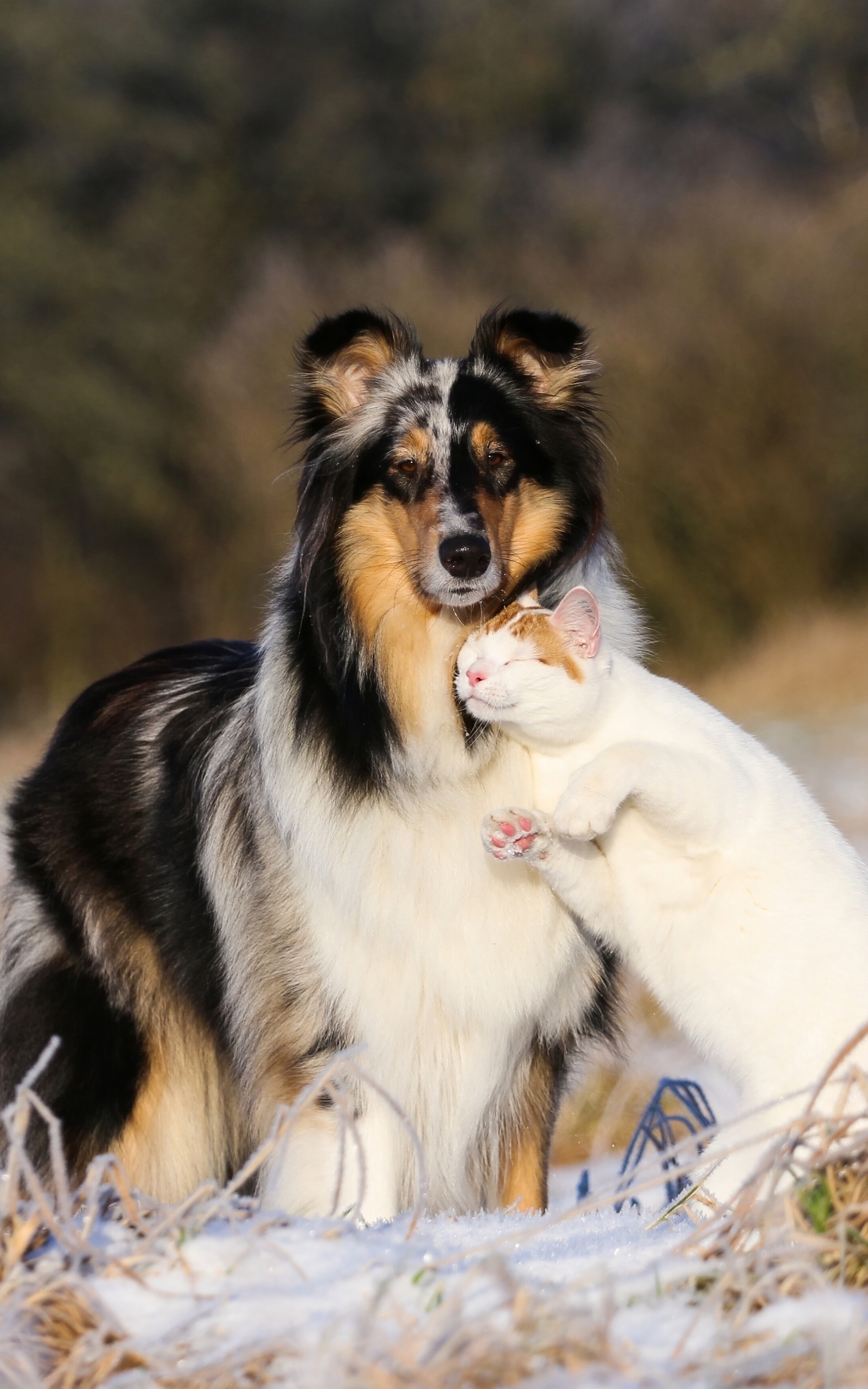 Descarga gratuita de fondo de pantalla para móvil de Animales, Gato, Perro, Perro Y Gato, Collie De La Frontera.