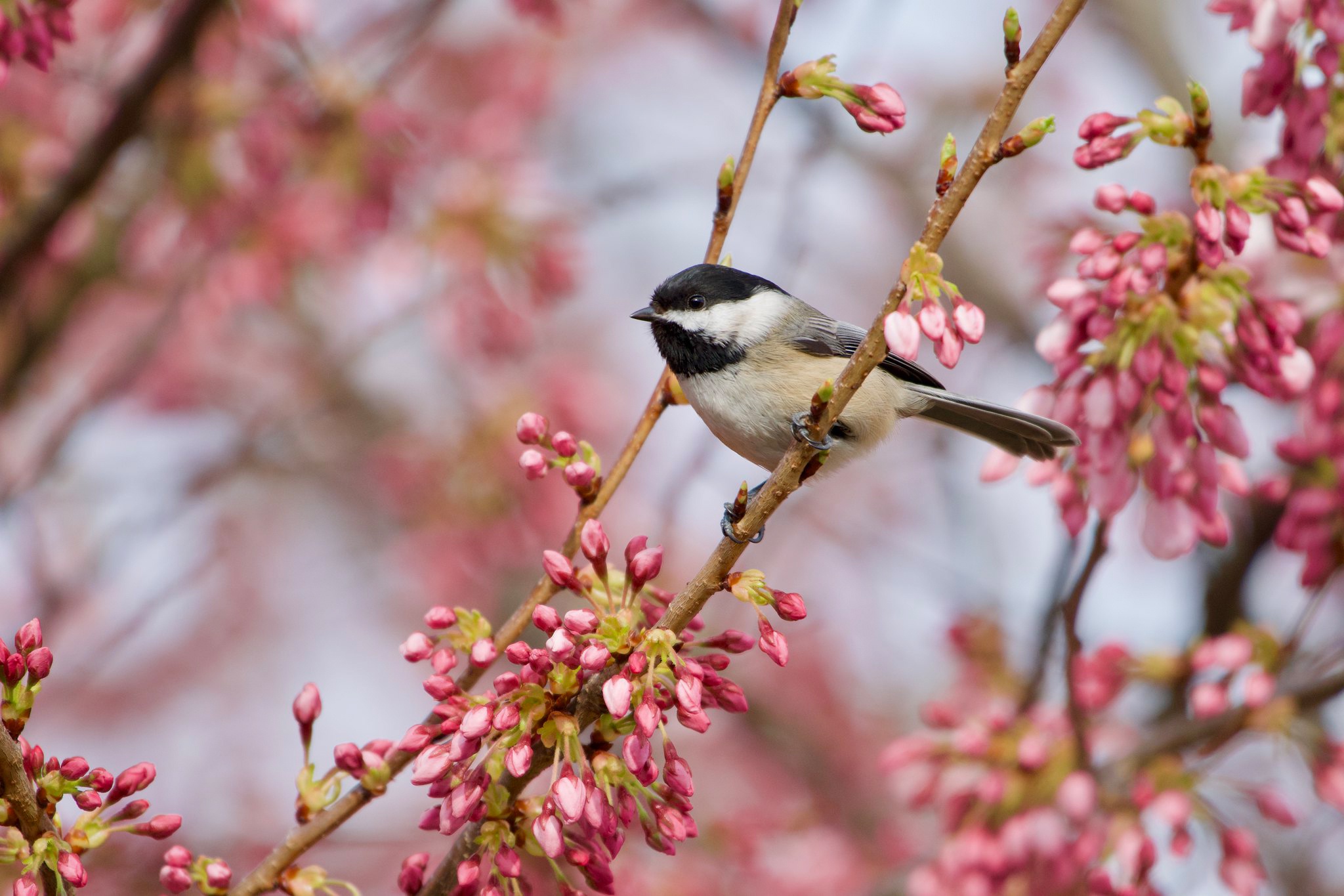 Free download wallpaper Birds, Bird, Animal, Spring, Titmouse, Blossom, Passerine on your PC desktop