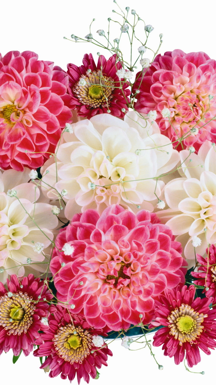 Download mobile wallpaper Flowers, Flower, Earth, Dahlia for free.