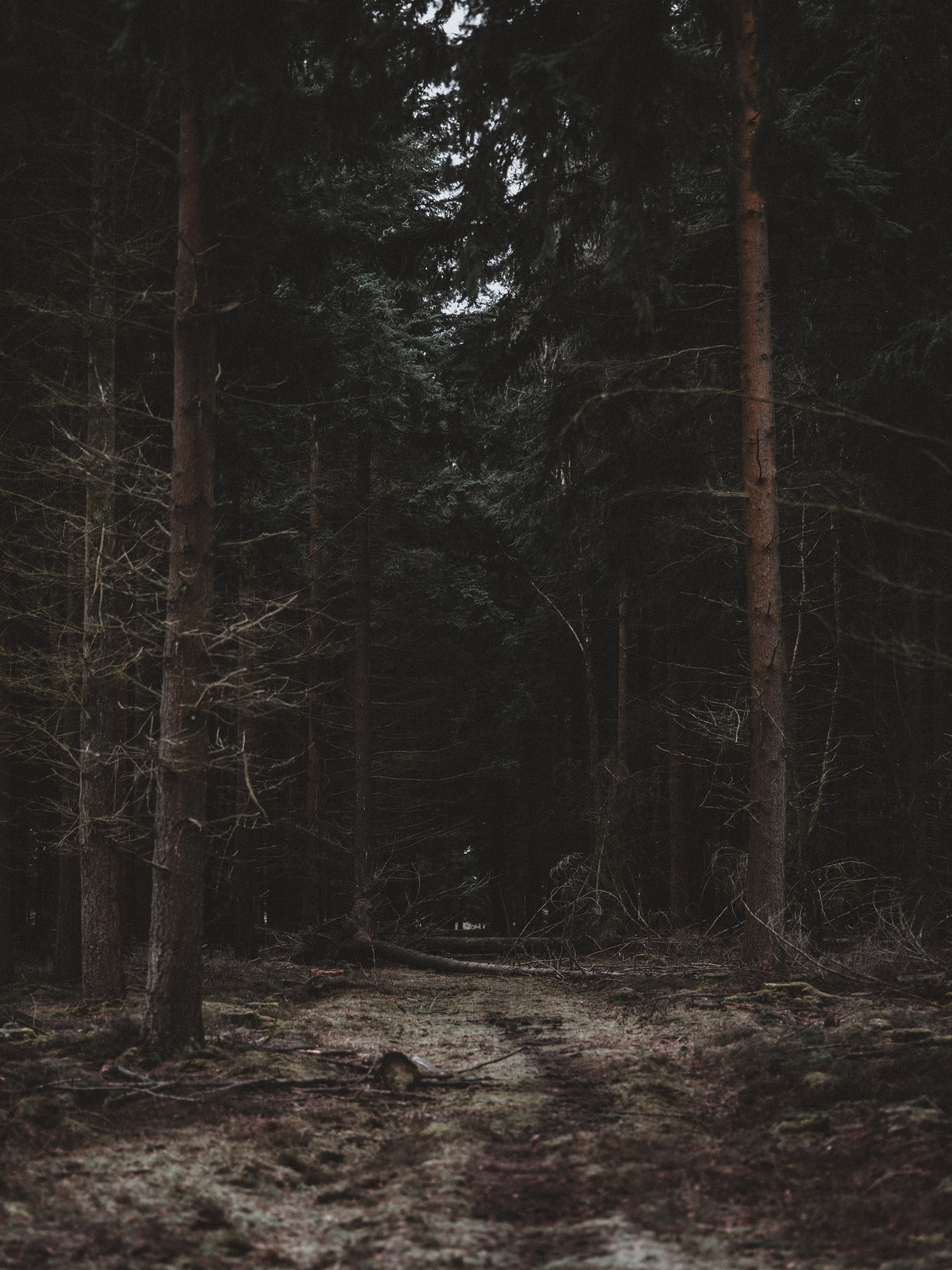 Download mobile wallpaper Path, Trees, Forest, Nature, Dark for free.