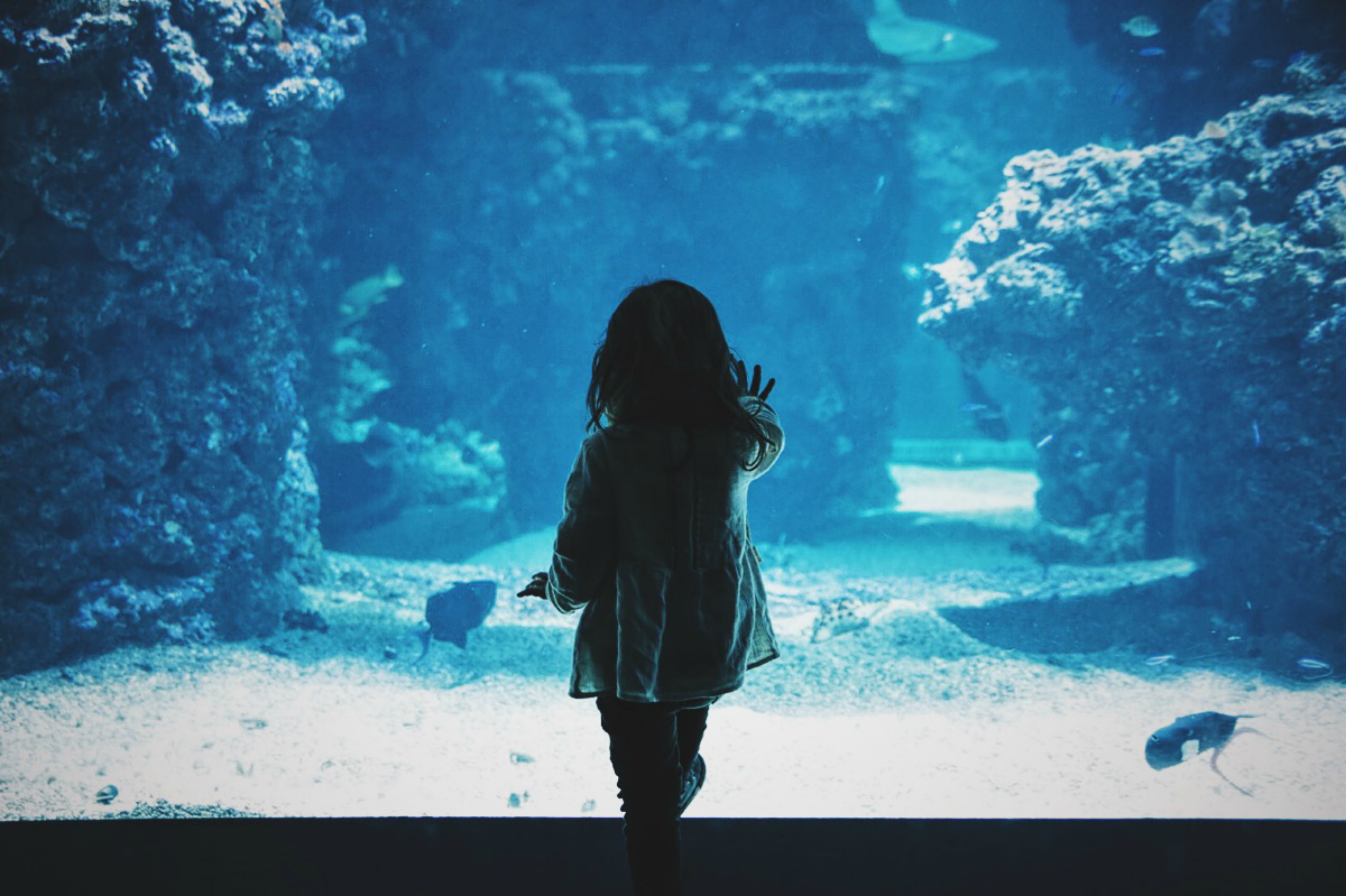 dark, miscellanea, miscellaneous, aquarium, touching, touch, child, back