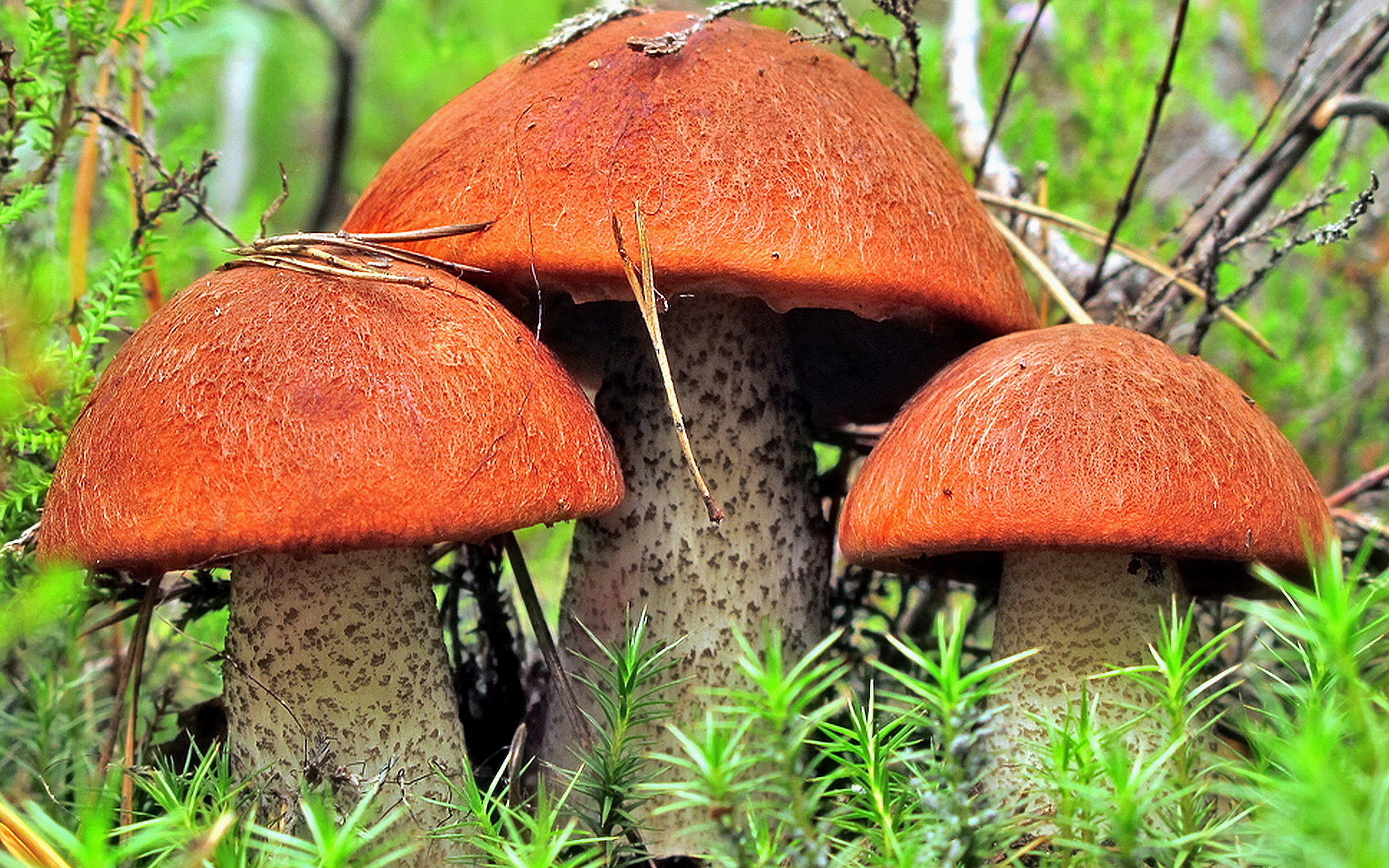 Descarga gratis la imagen Champiñón, Tierra/naturaleza en el escritorio de tu PC